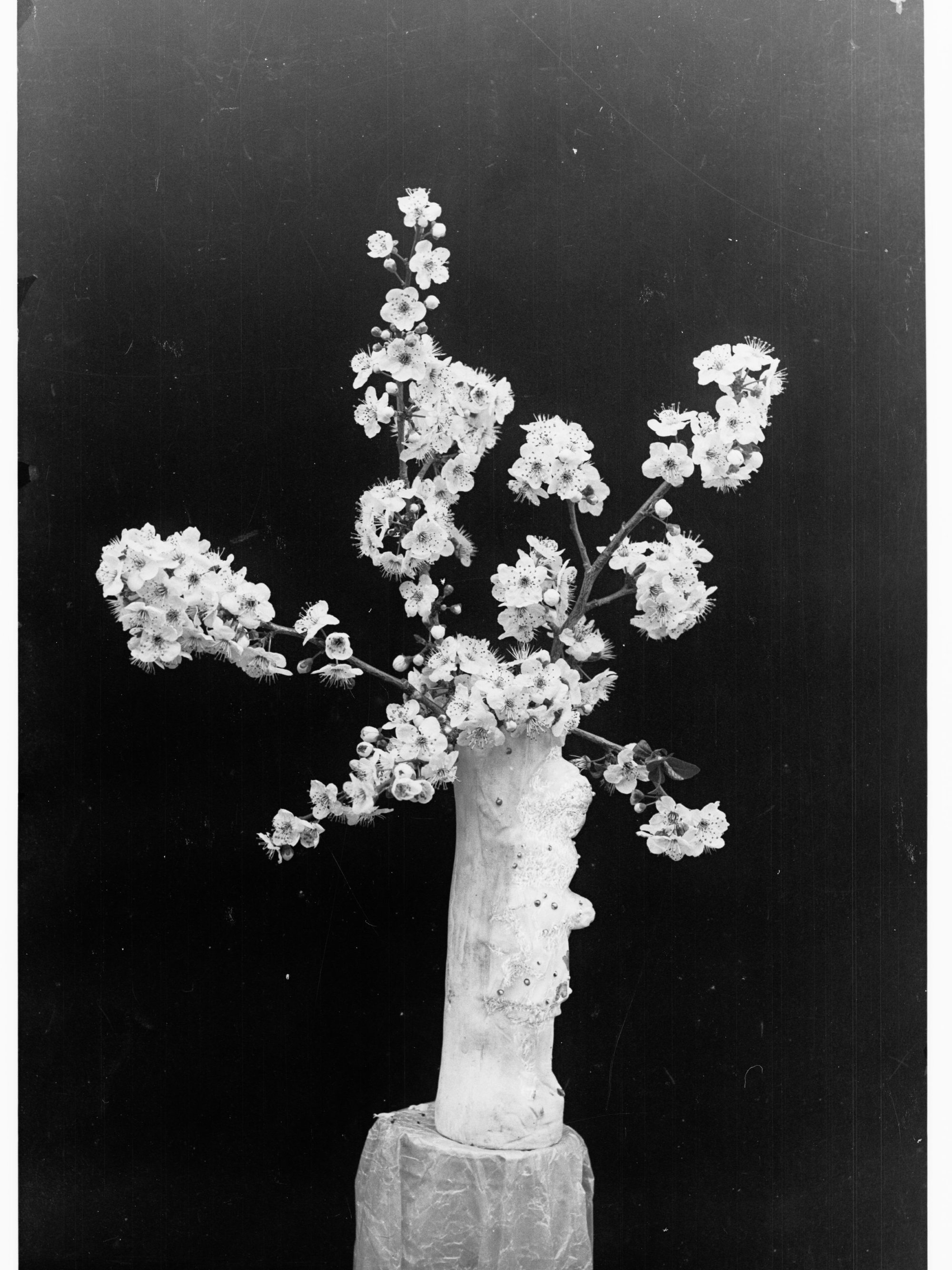 Plum blossom in a vase