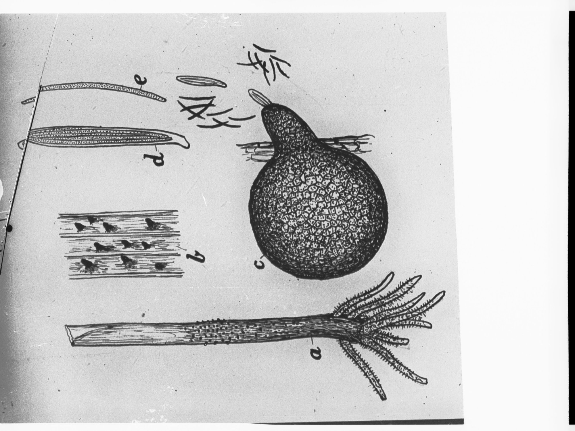 Drawings of native Australian plants - unidentified