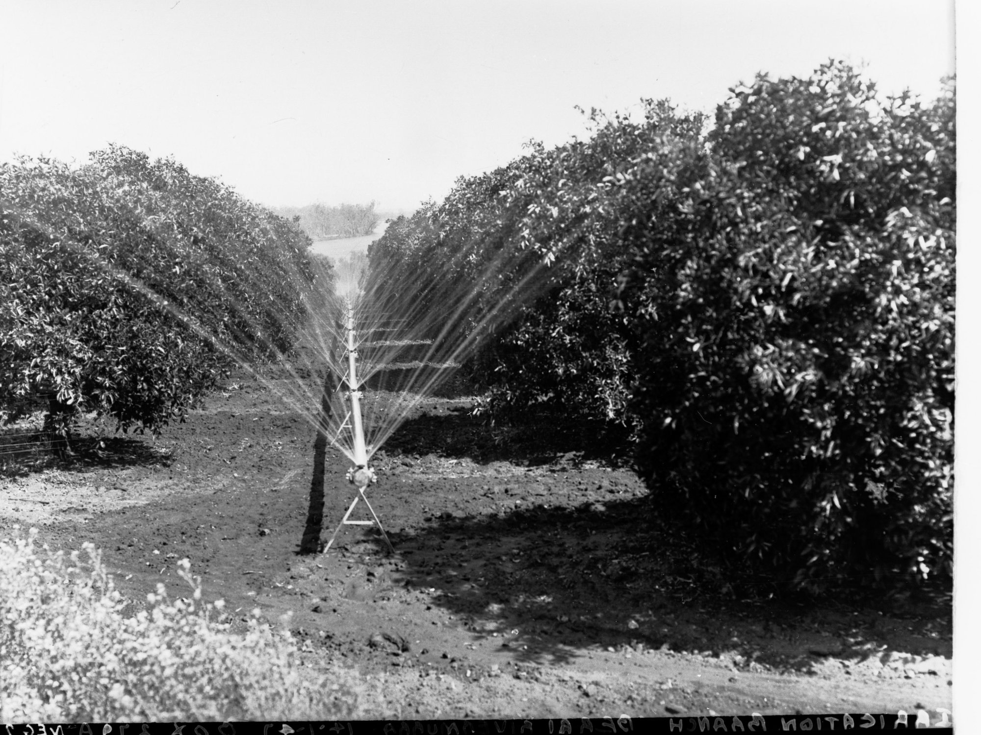Berri Orchard - Irrigation Sprinklers