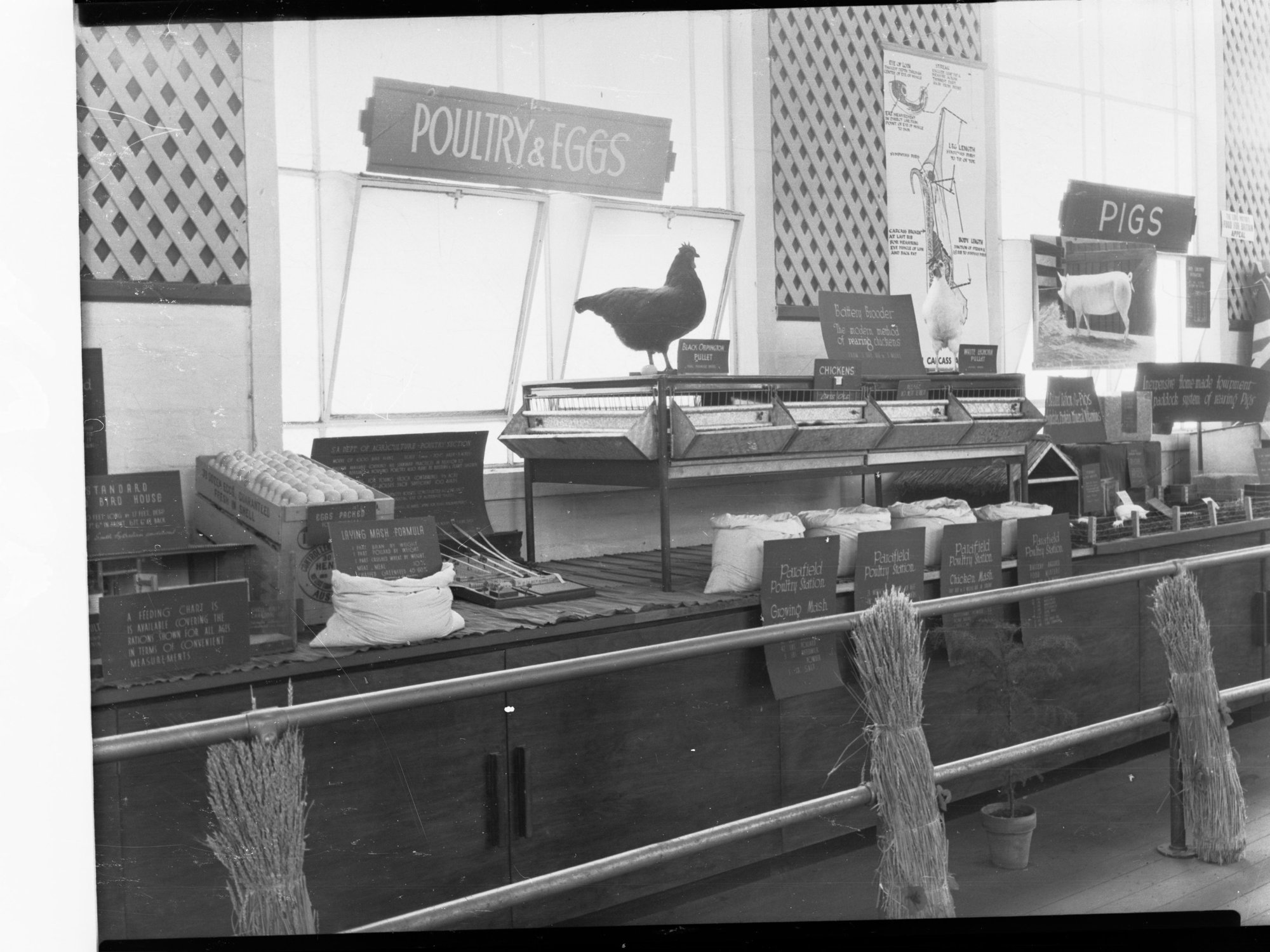 Agricultural Hall - The Royal Adelaide Exhibition - Poultry and Egg Display