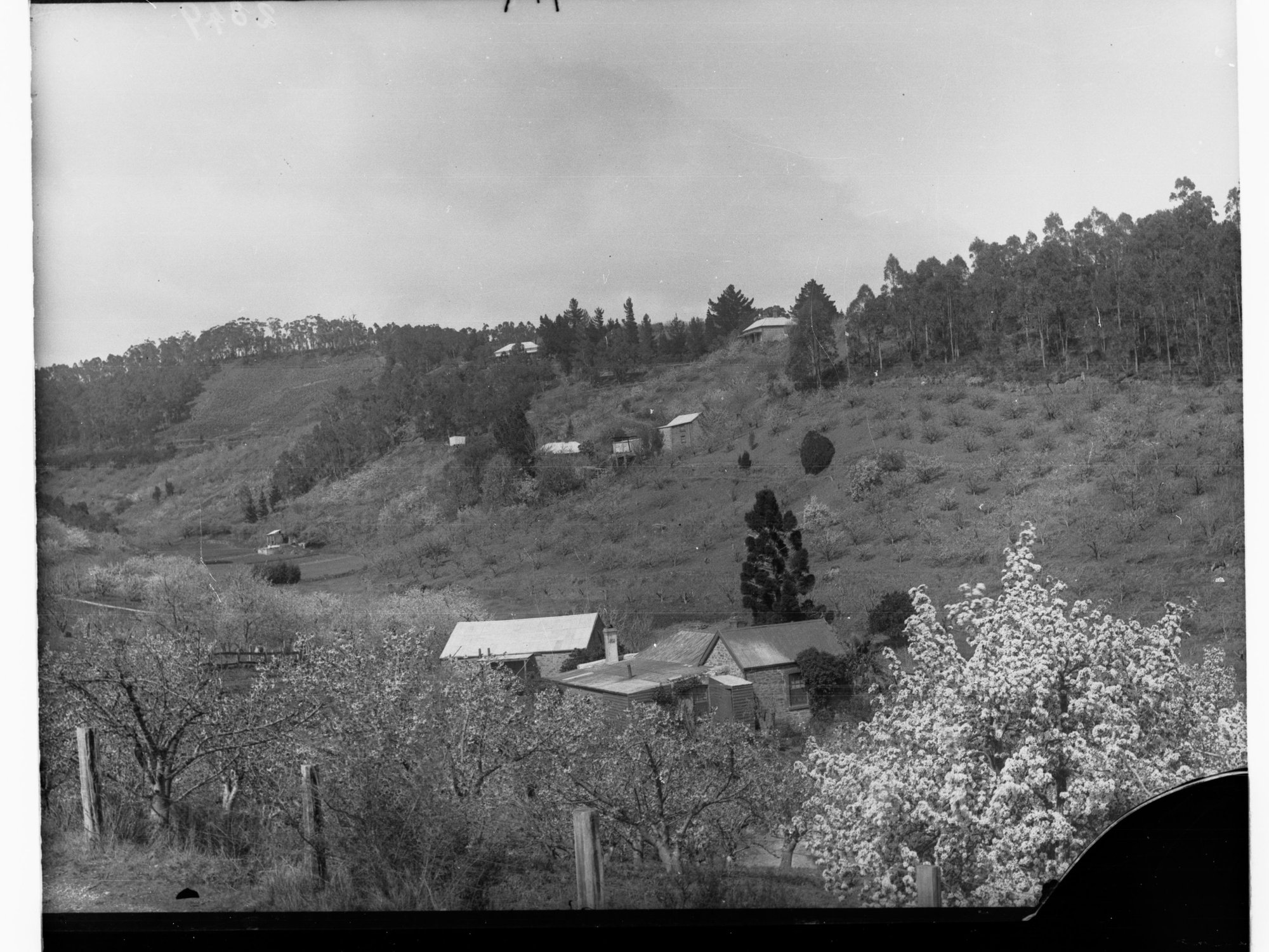 View of J.J. Bishops' 'Eldervale' orchard from Playford's 'Drysdale', Norton Summit