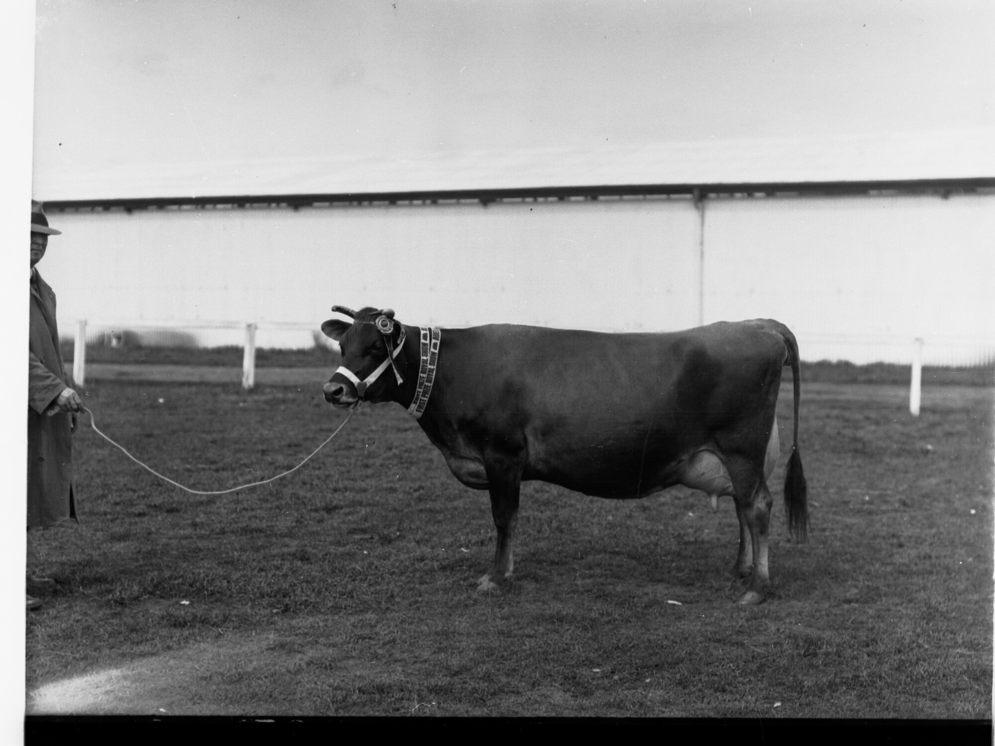 Prize cow at Adelaide Show