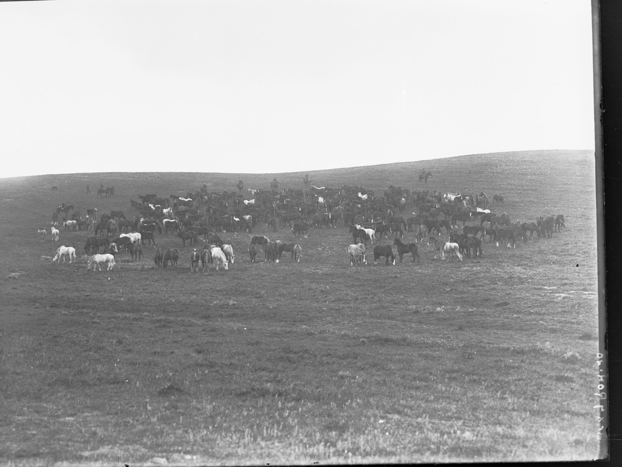 Horses in paddock at Kapunda