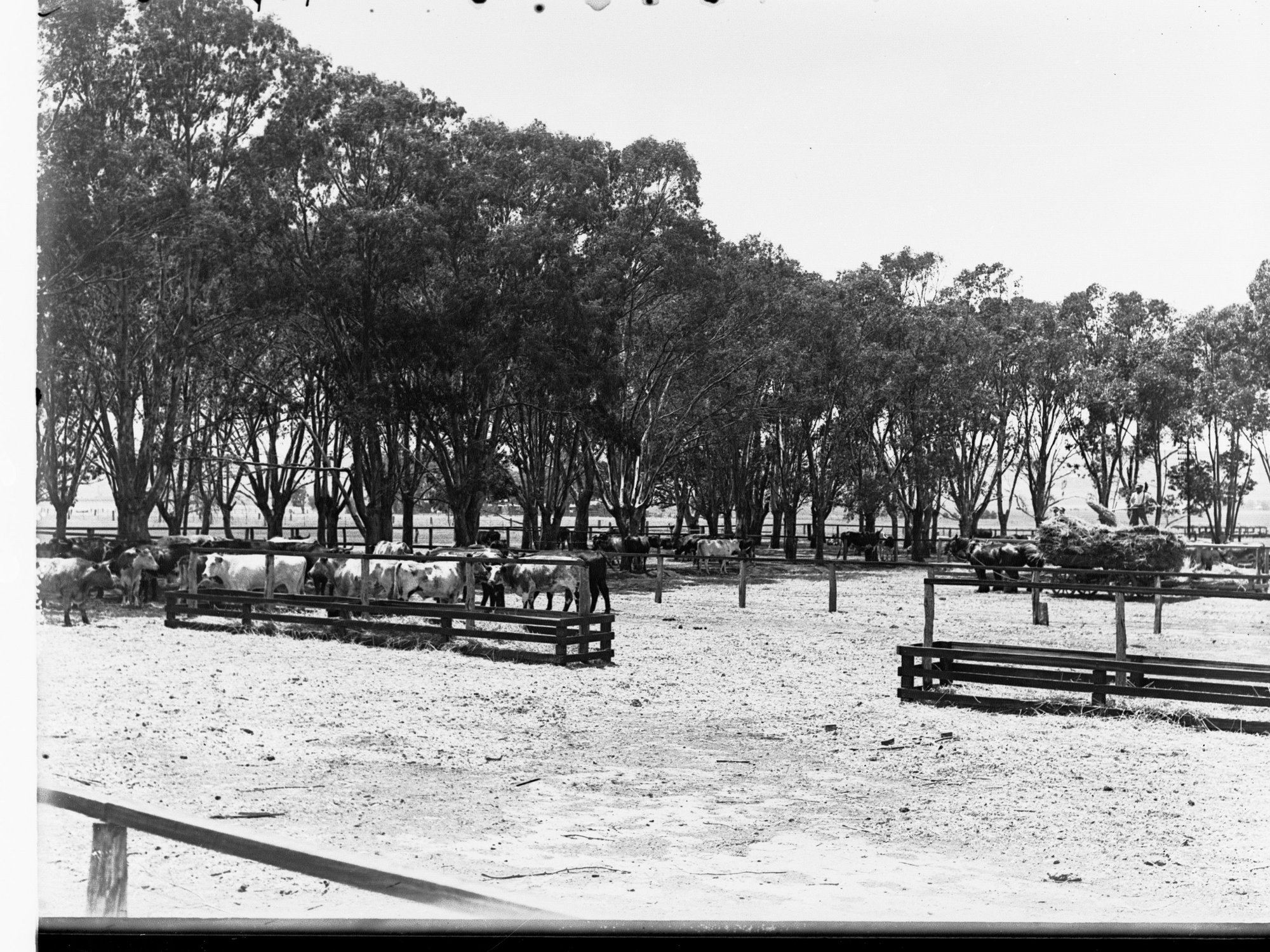 Cattle in Yards on a  Farm at Virginia