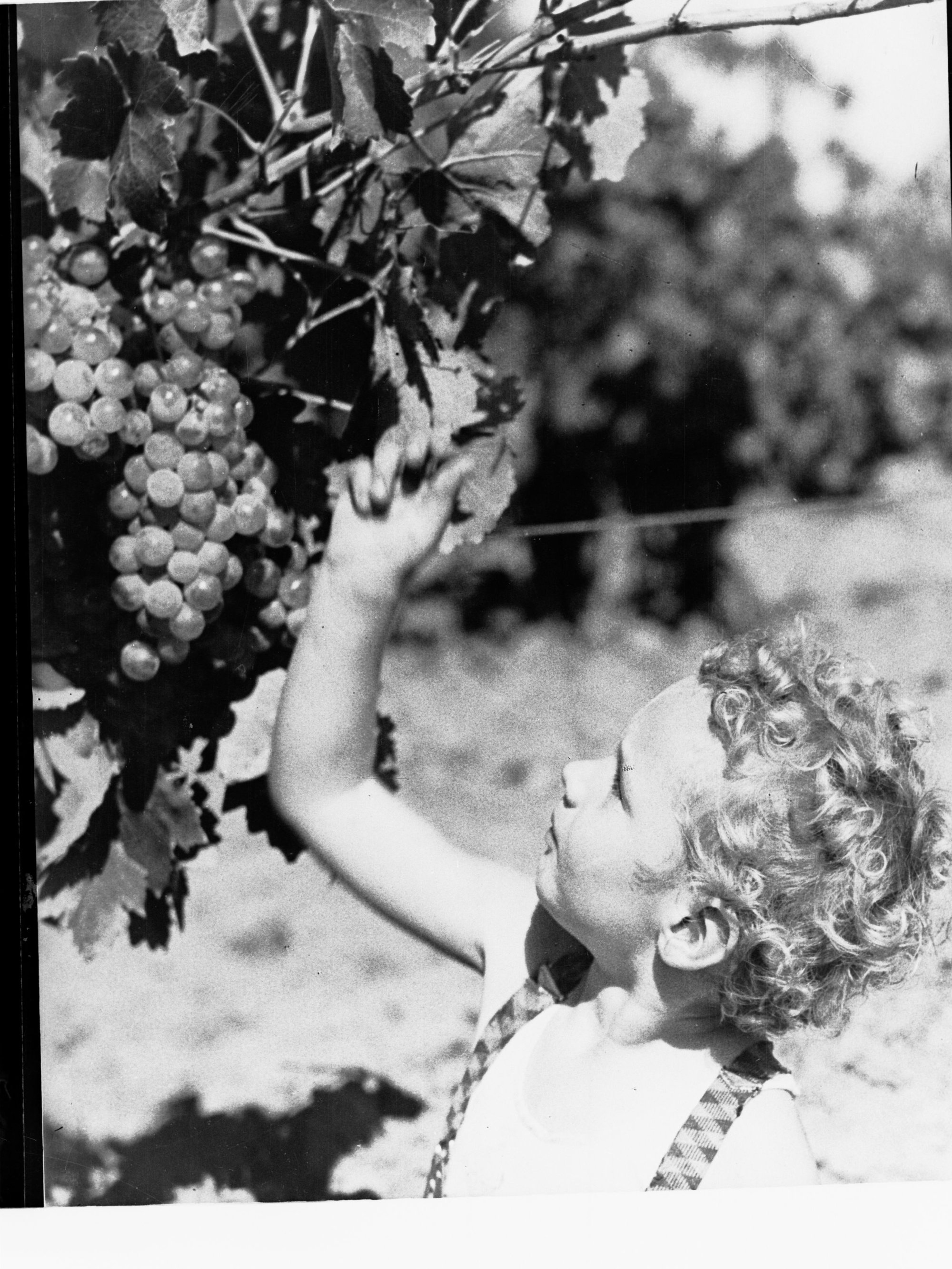 Child handling grape vines