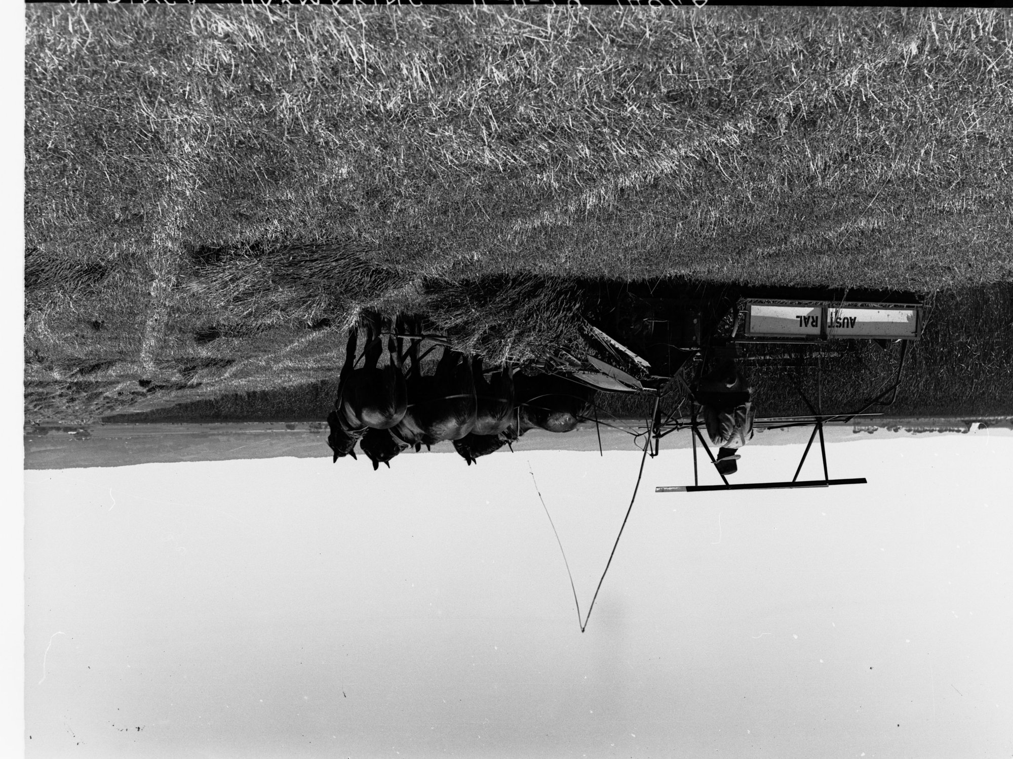 Hay Making at Aldinga