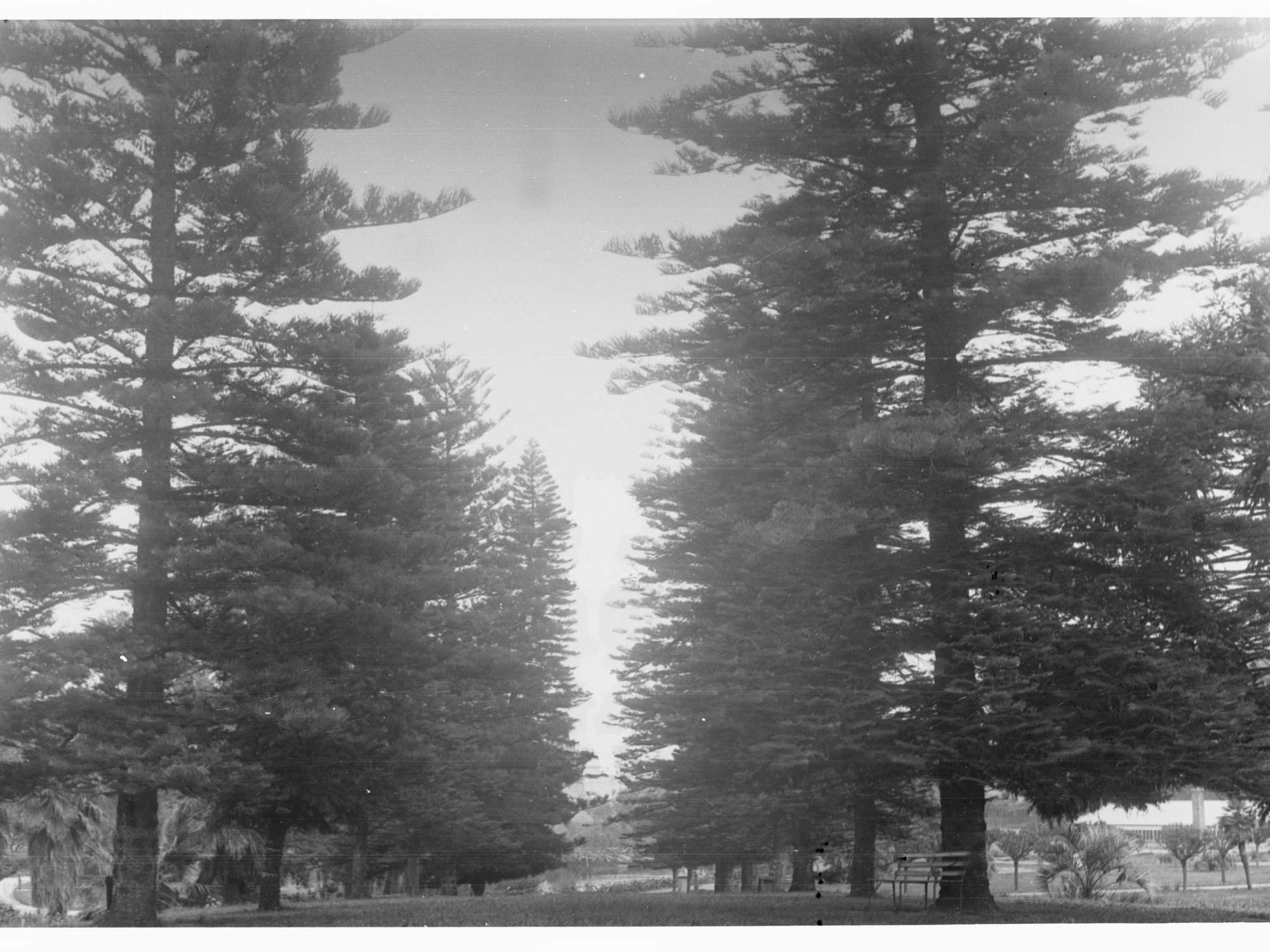 Pine Trees at Botanic Gardens