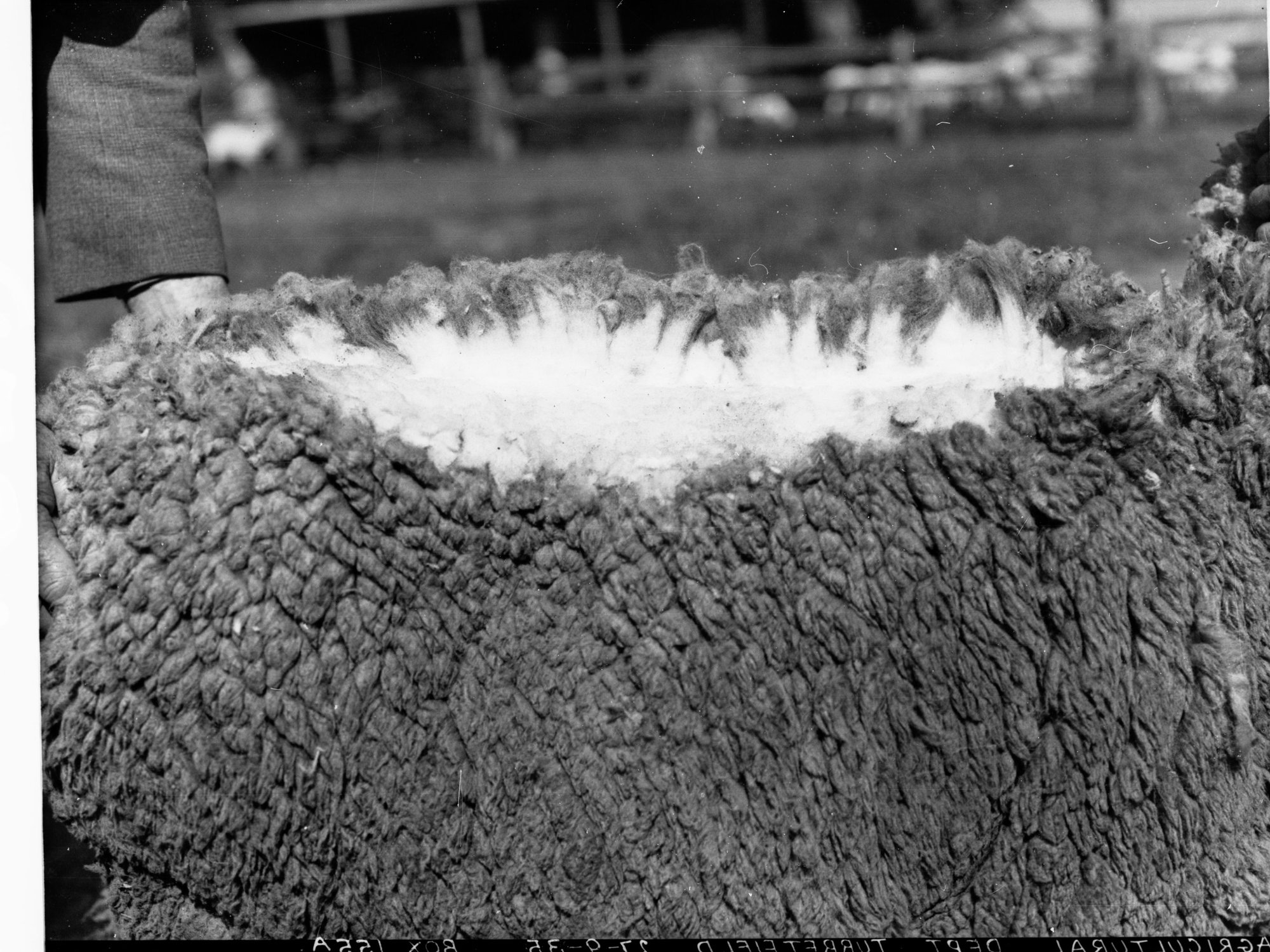 Agricultural Department Turretfield Showing  Sheep