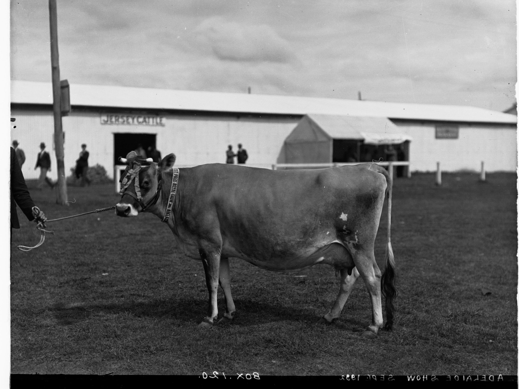 Prize cow at Adelaide Show