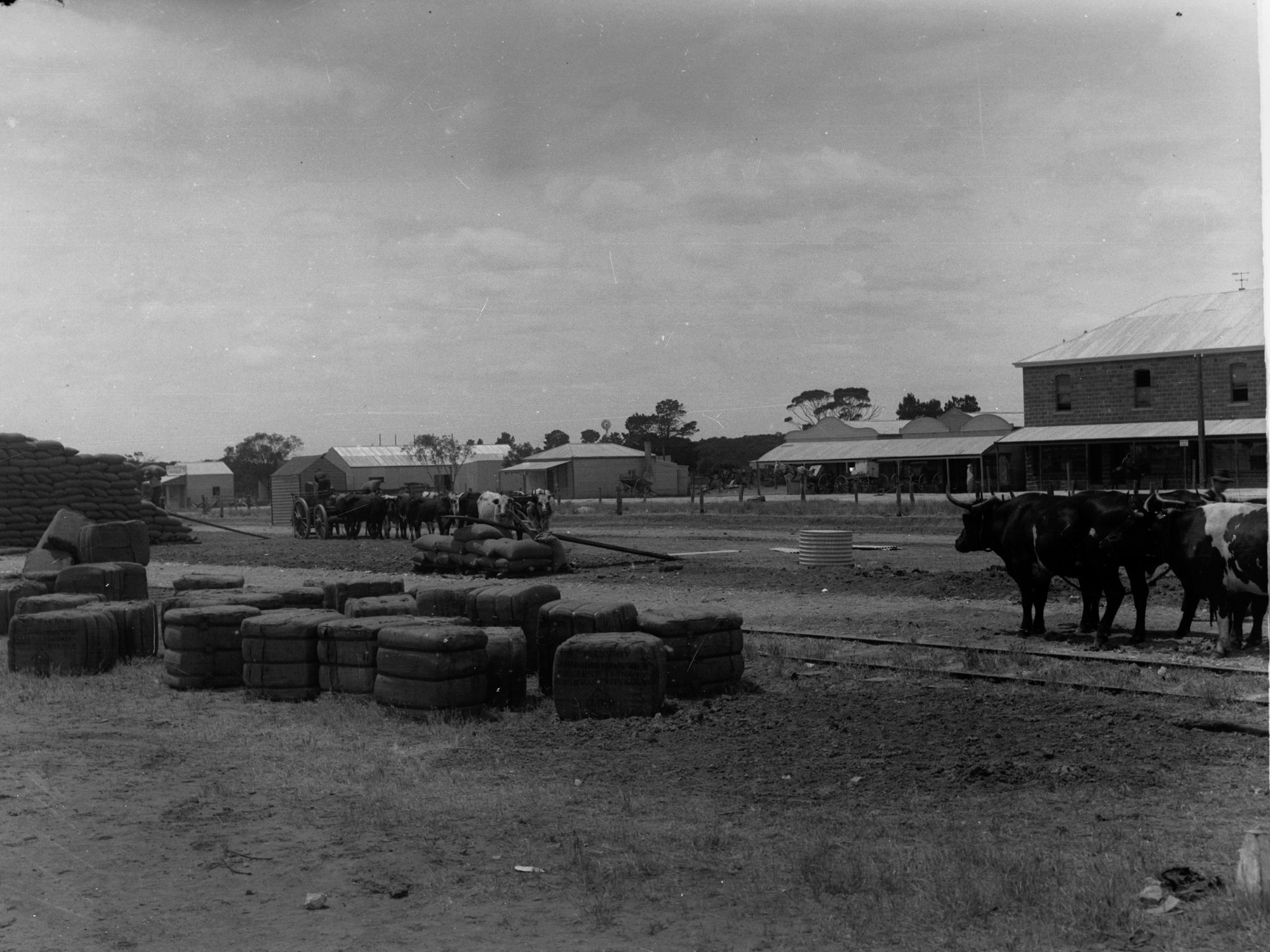 Carting wheat at Pinnaroo