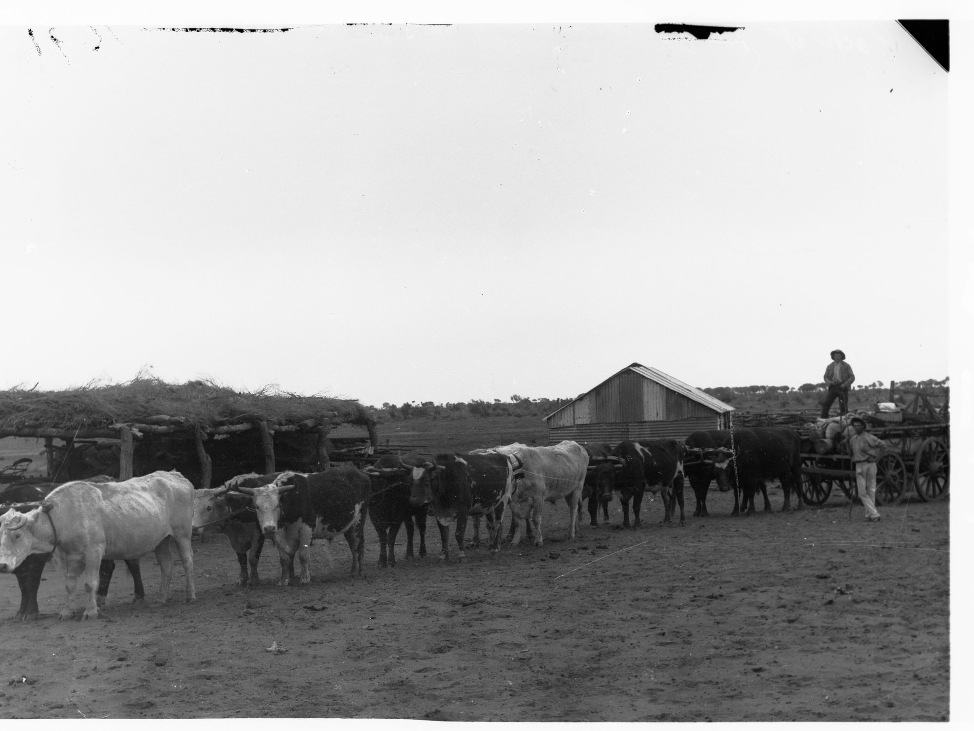 Bullock team in the far north