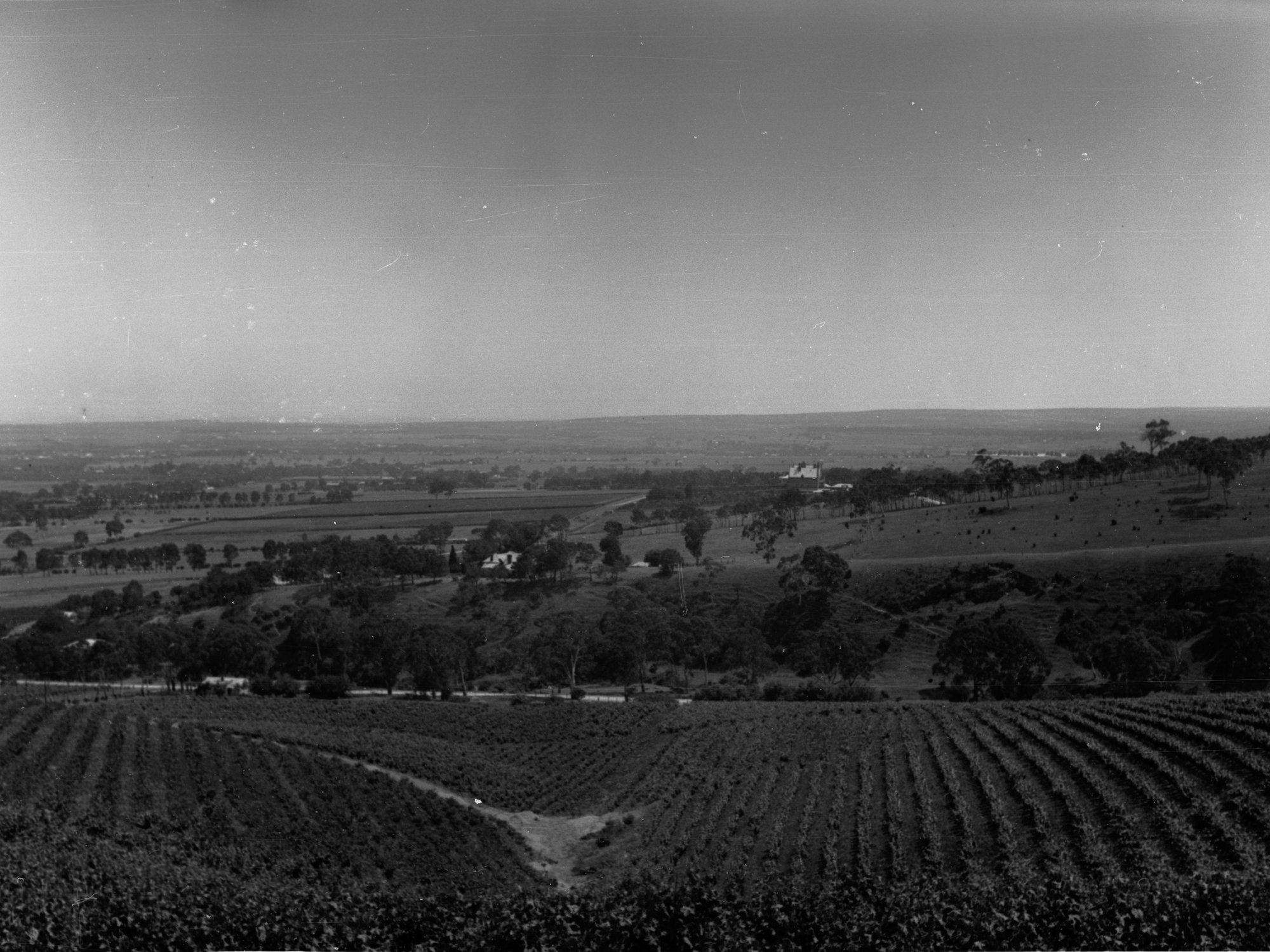 Vineyards at Magill with homestead in background
