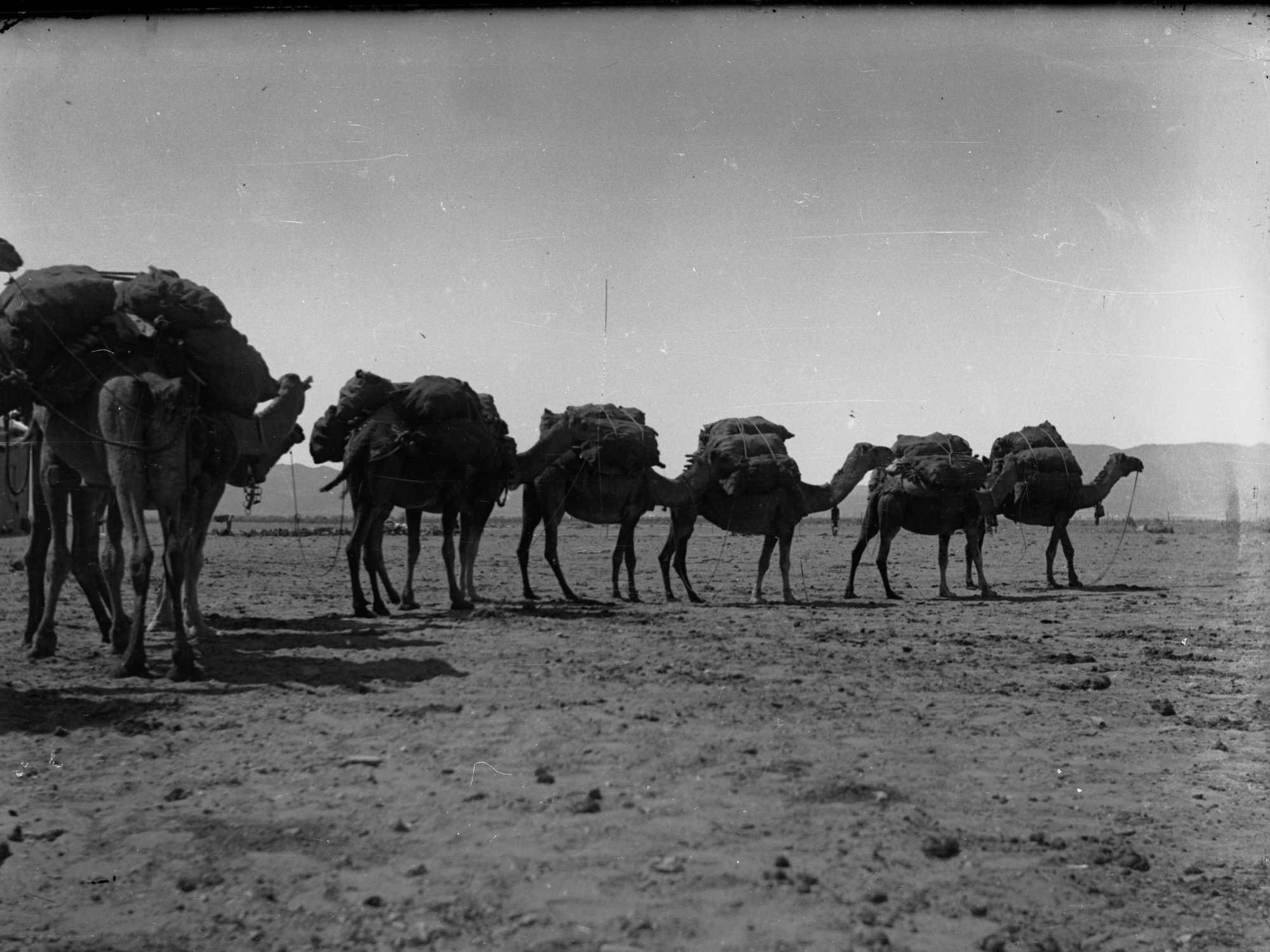Camel Team