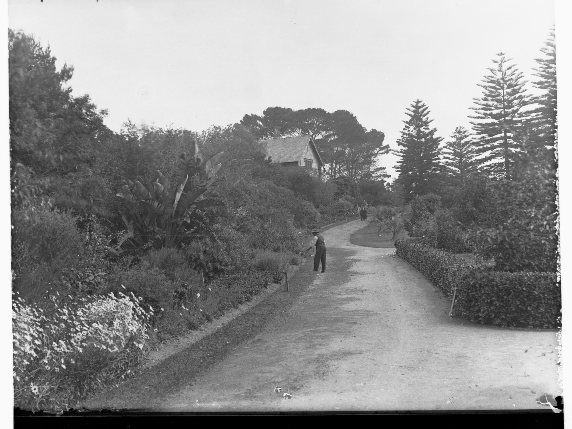 View in Adelaide Botanical Gardens