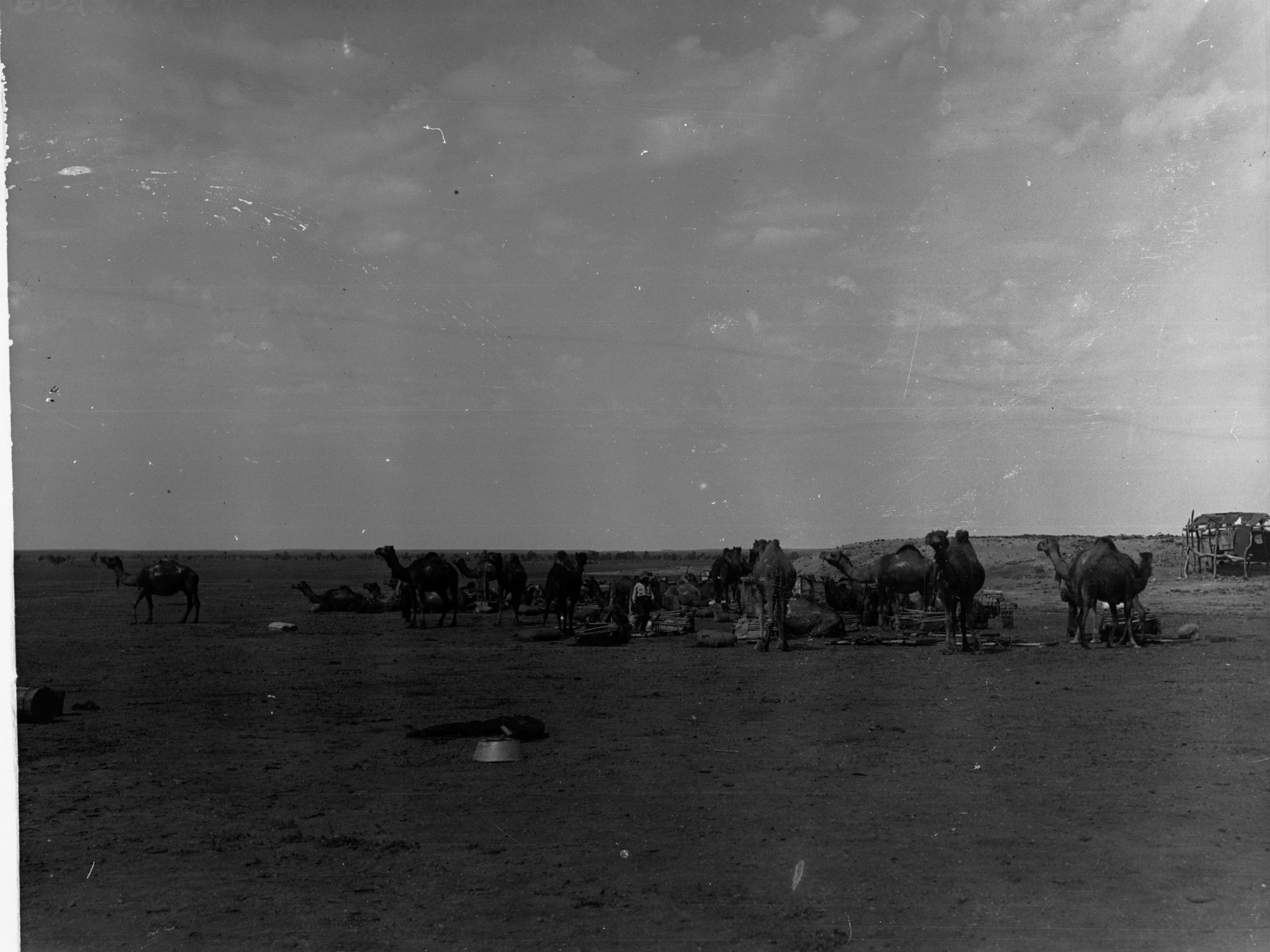 Oodnadatta Showing Camels With Loads on Their Backs