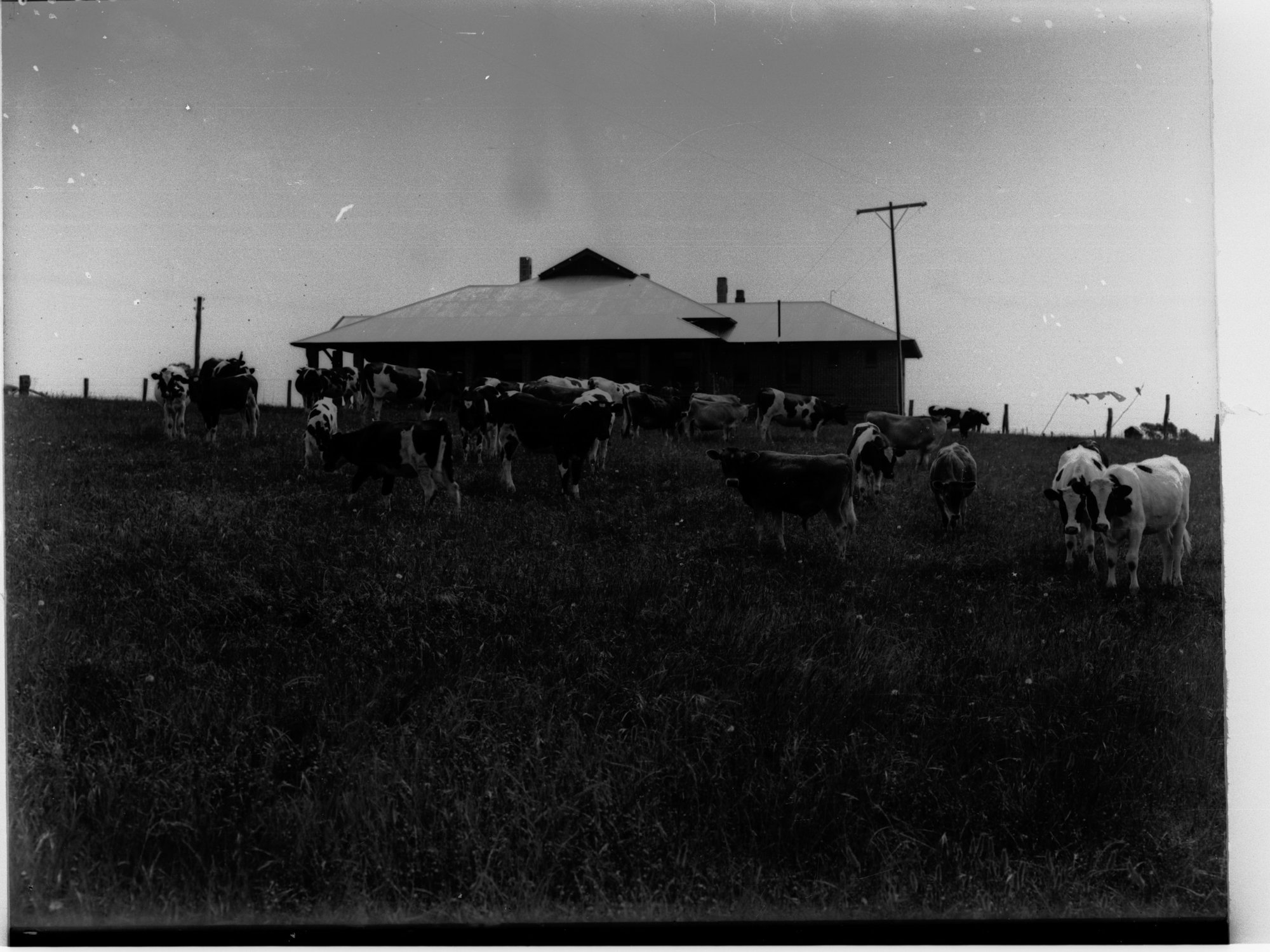 Cows at Minda Home's Craigburn Farm, 1936