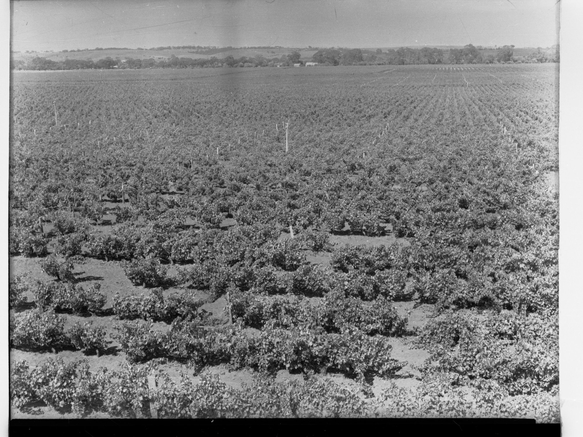 Vineyards at Morphett Vale
