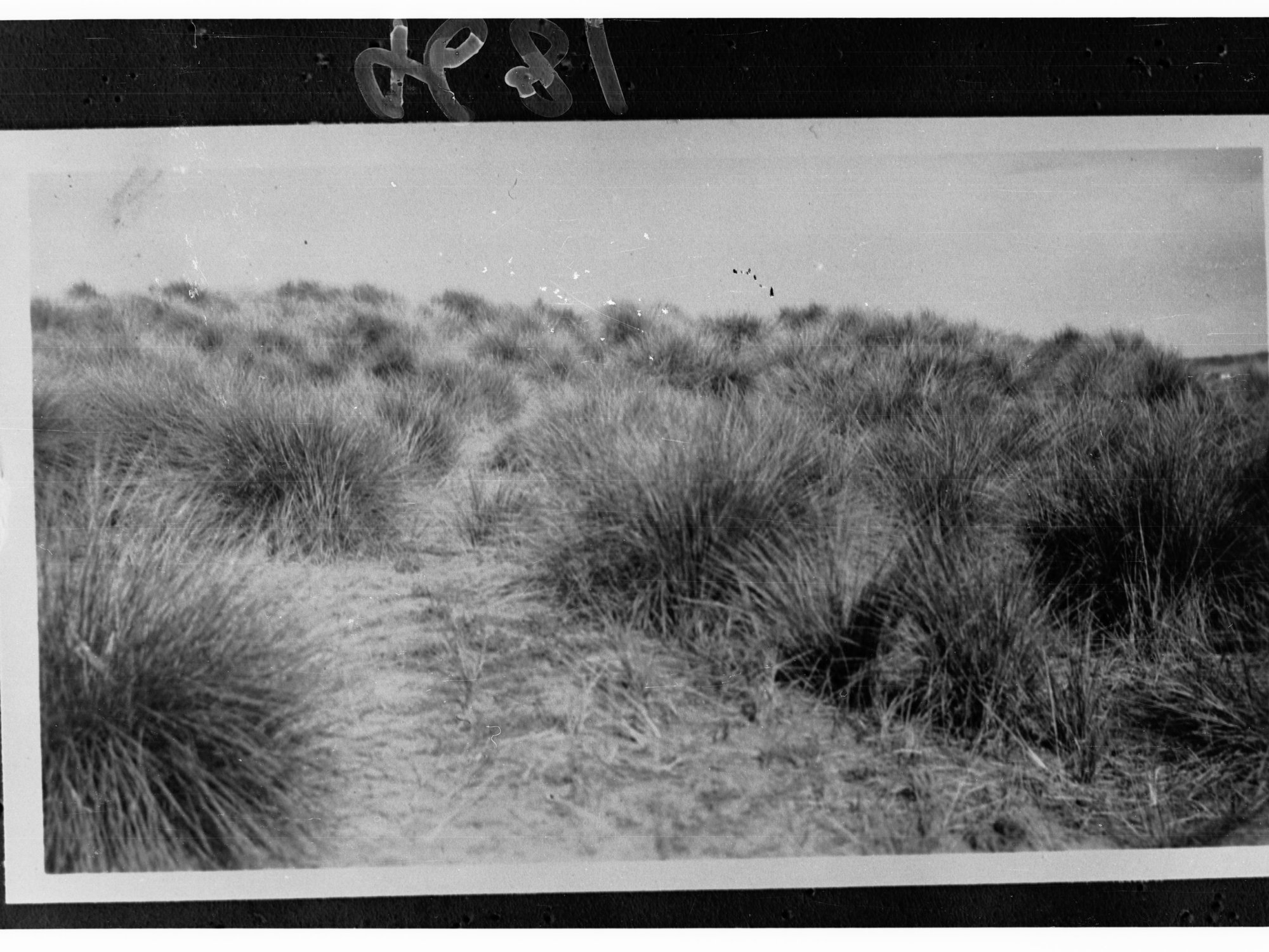 Tussocky Grasses on Desert Hills
