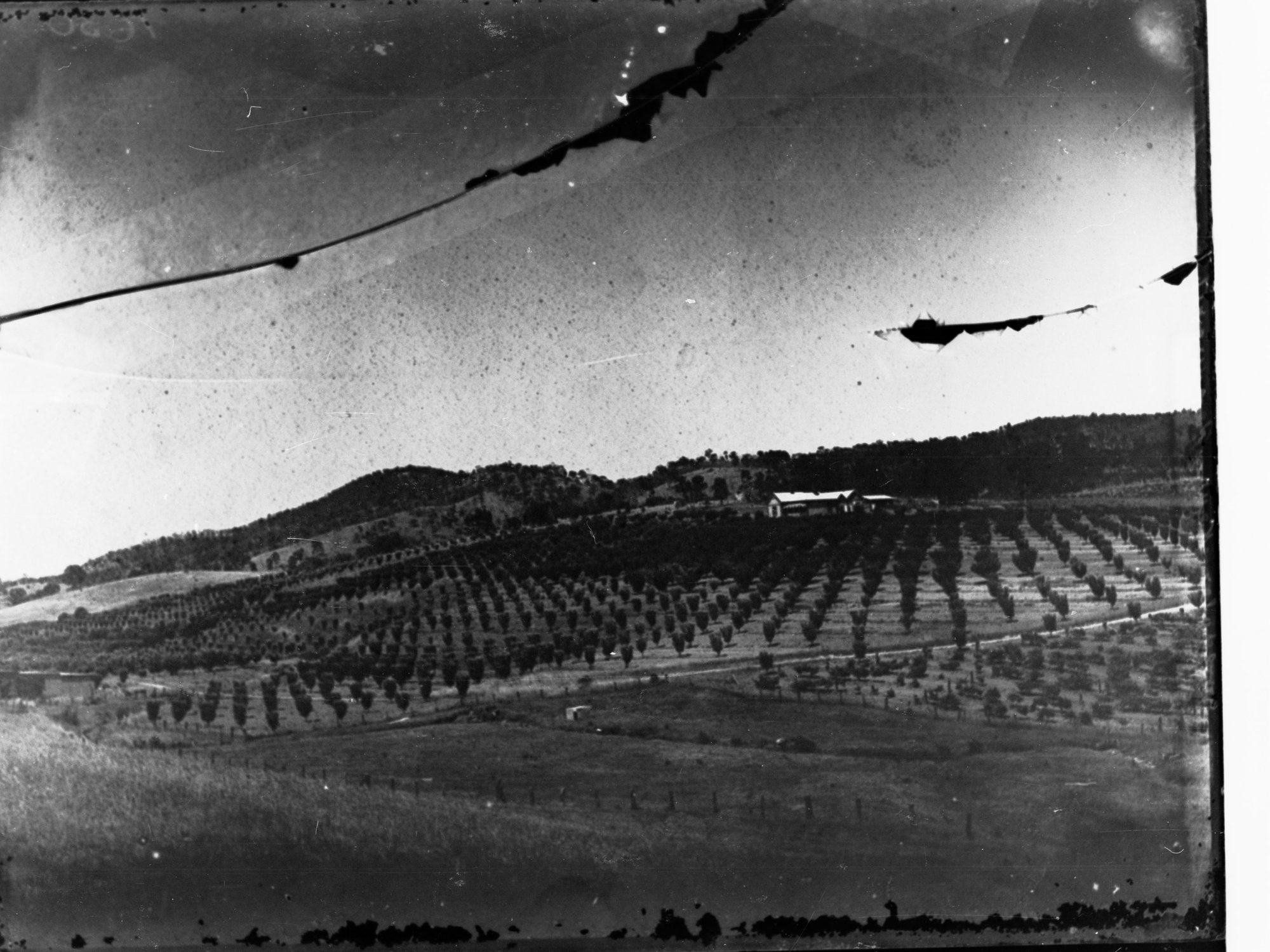 Orchard and Farm House