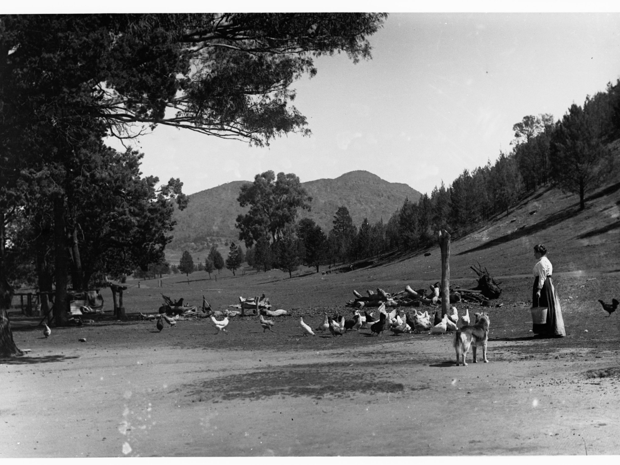 Lady feeding chickens at Wilpena