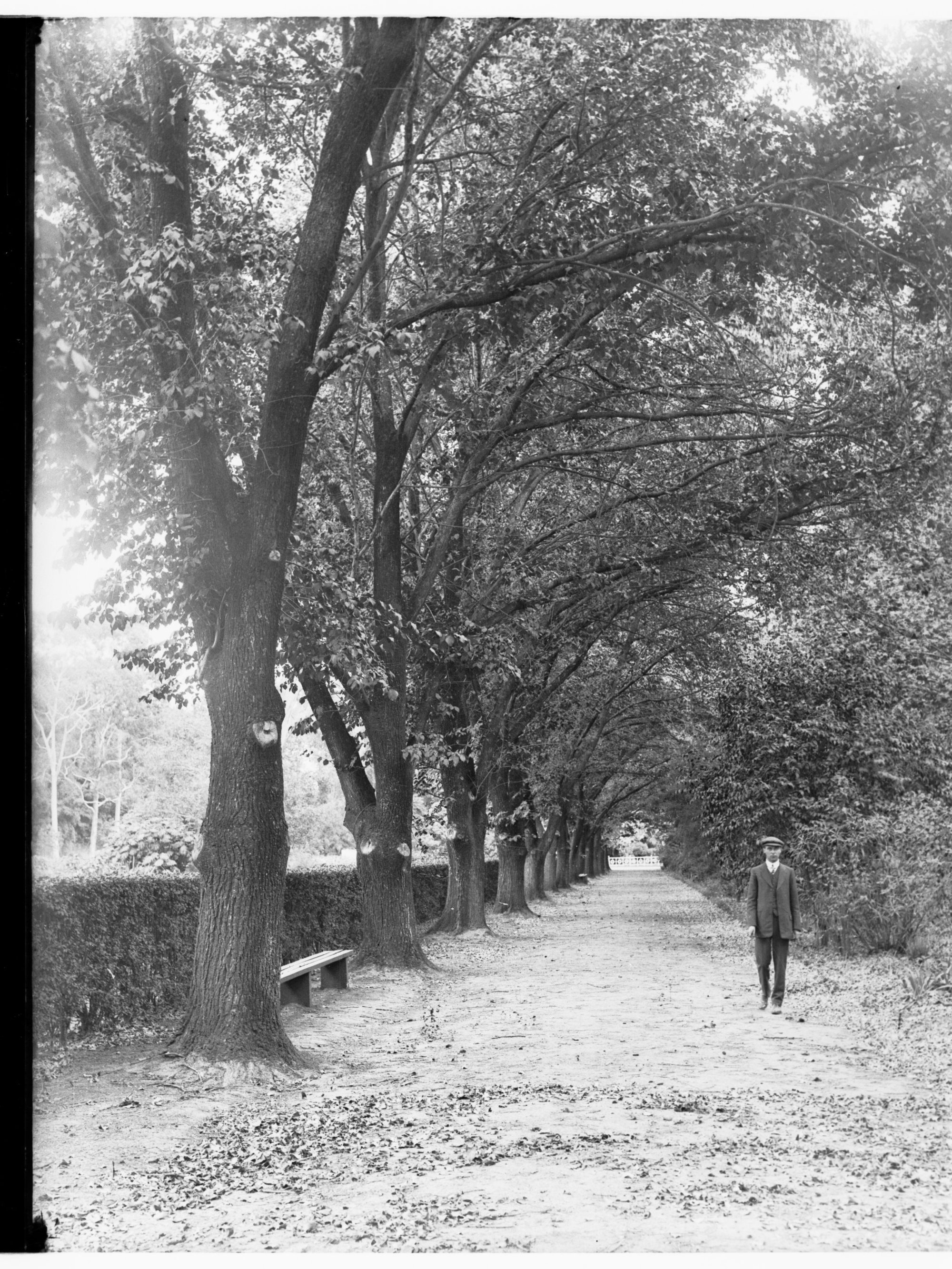 Avenue in Botanic Gardens Adelaide Showing Man Taking a Walk