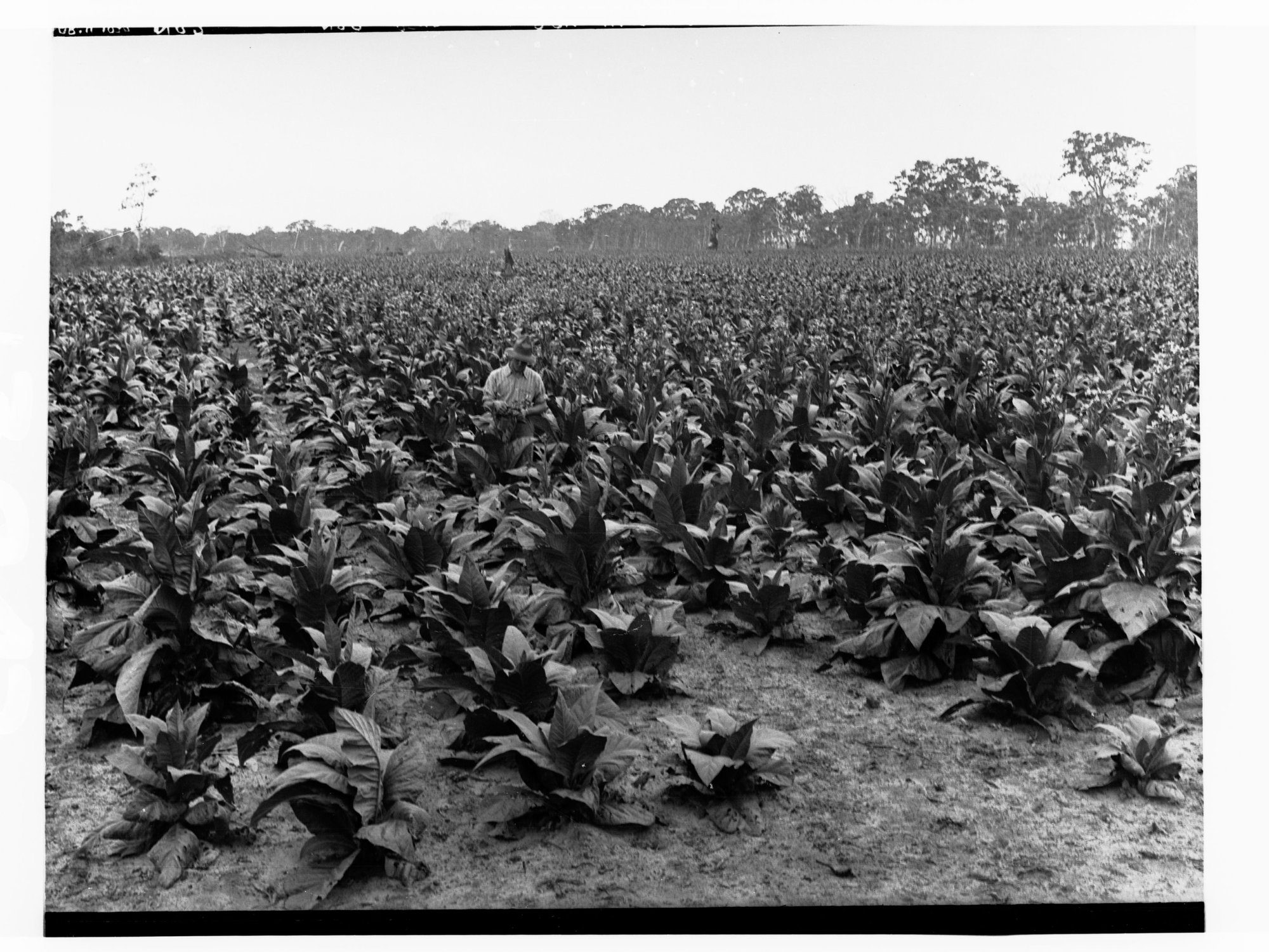 Dungowan Tobacco crop showing pickers