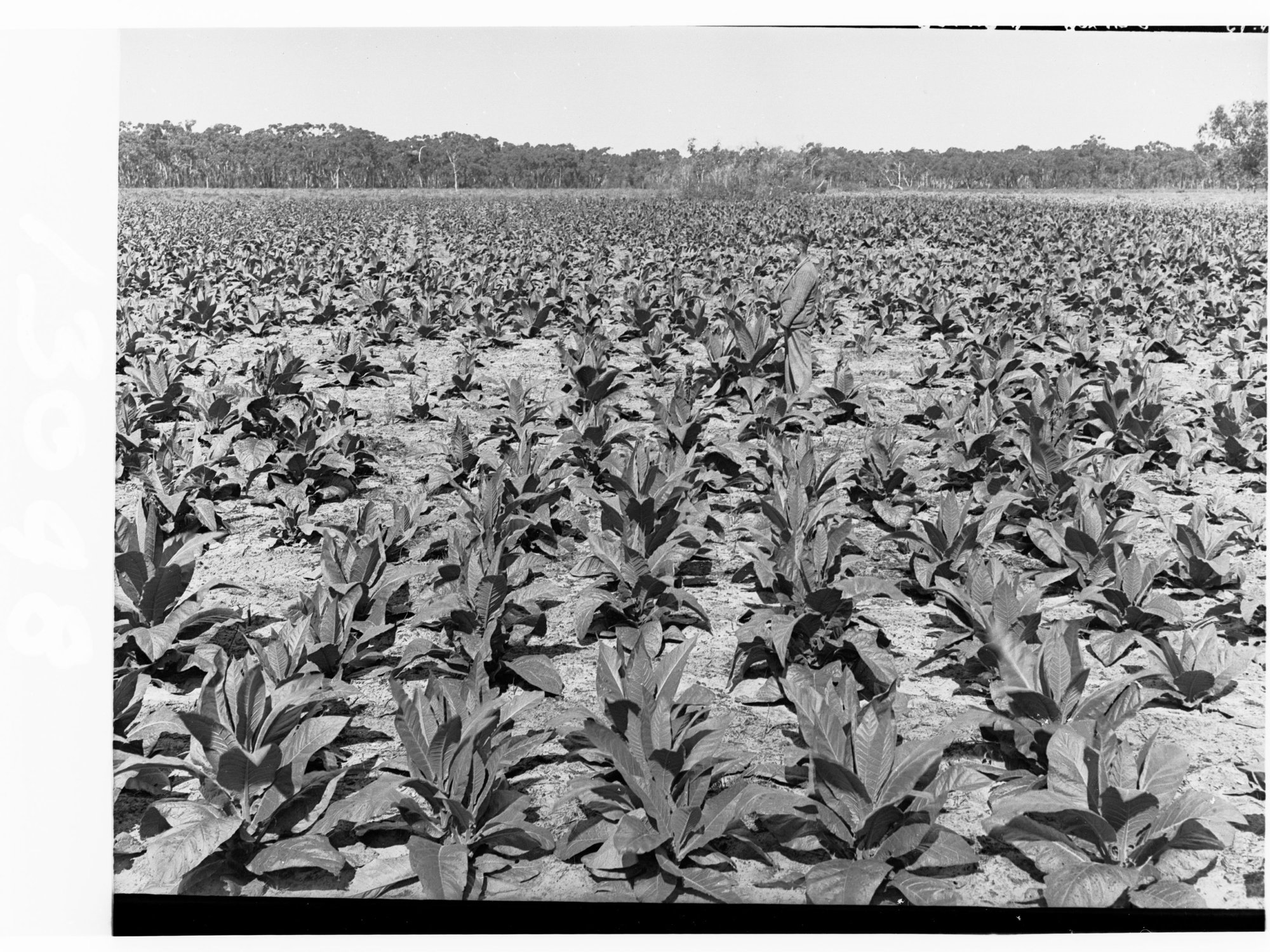 Tobacco plantation