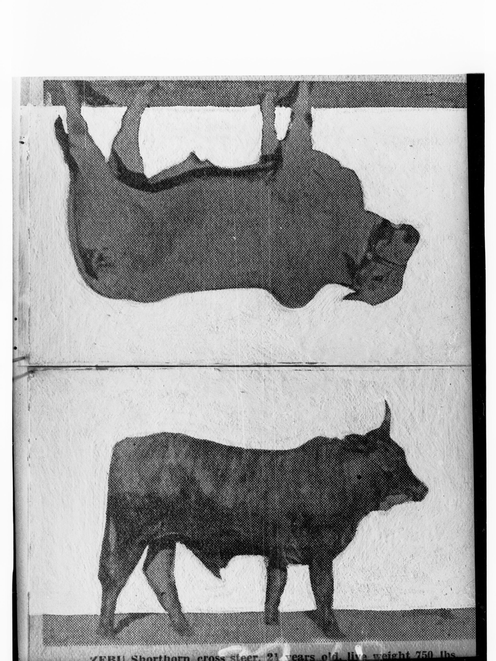 Picture of a Zebu Ox and Zebu Cow - two single photographs