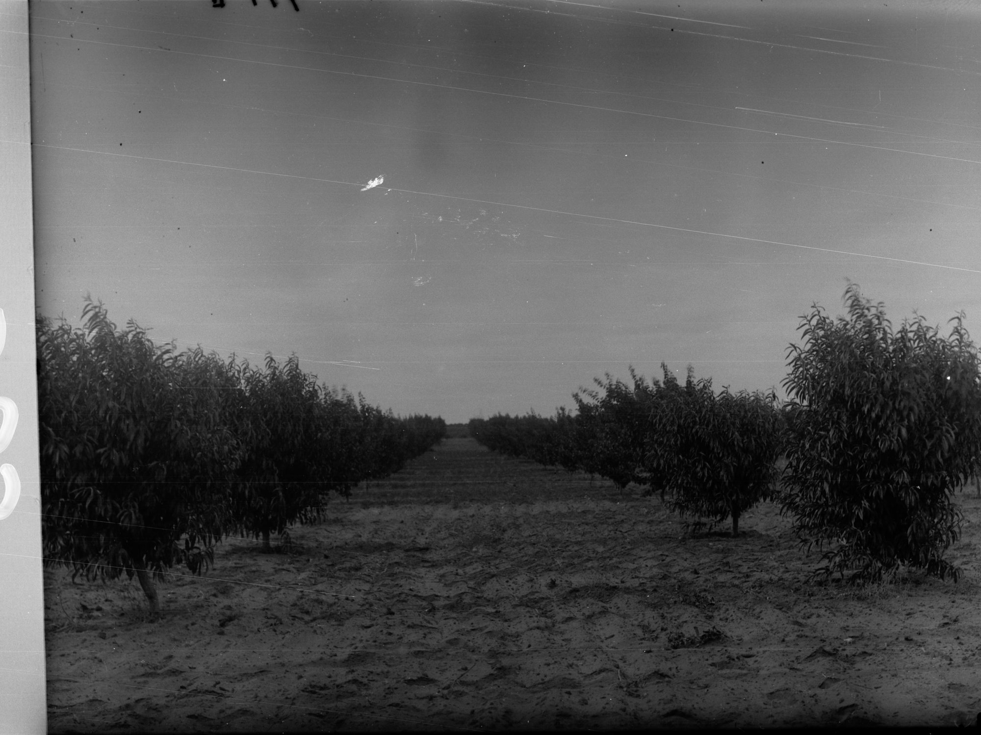 Orchard at Kingston