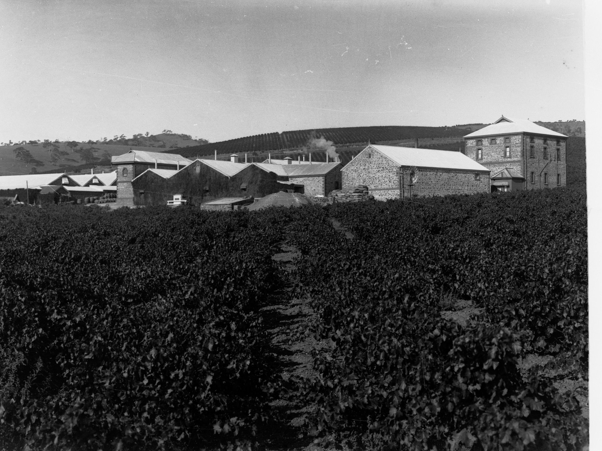 Penfold Vineyards with Winery