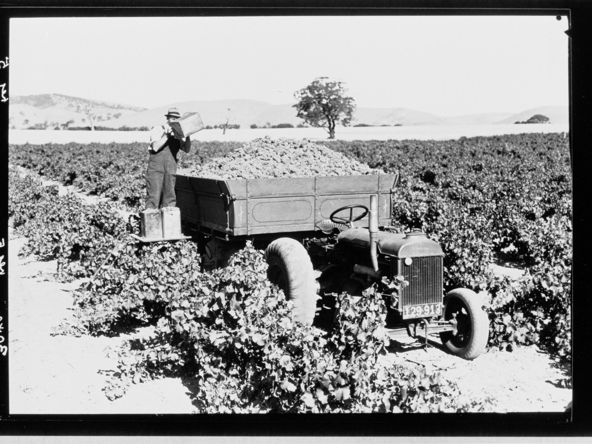 Grape picking - Barossa Valley