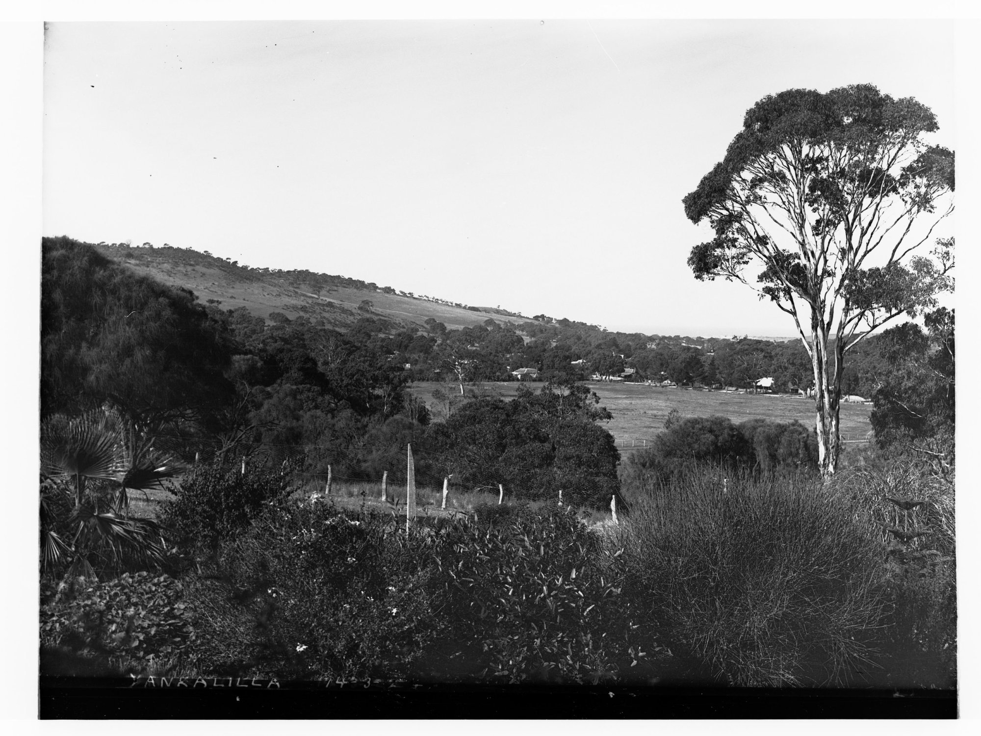 Bush at Yankalilla