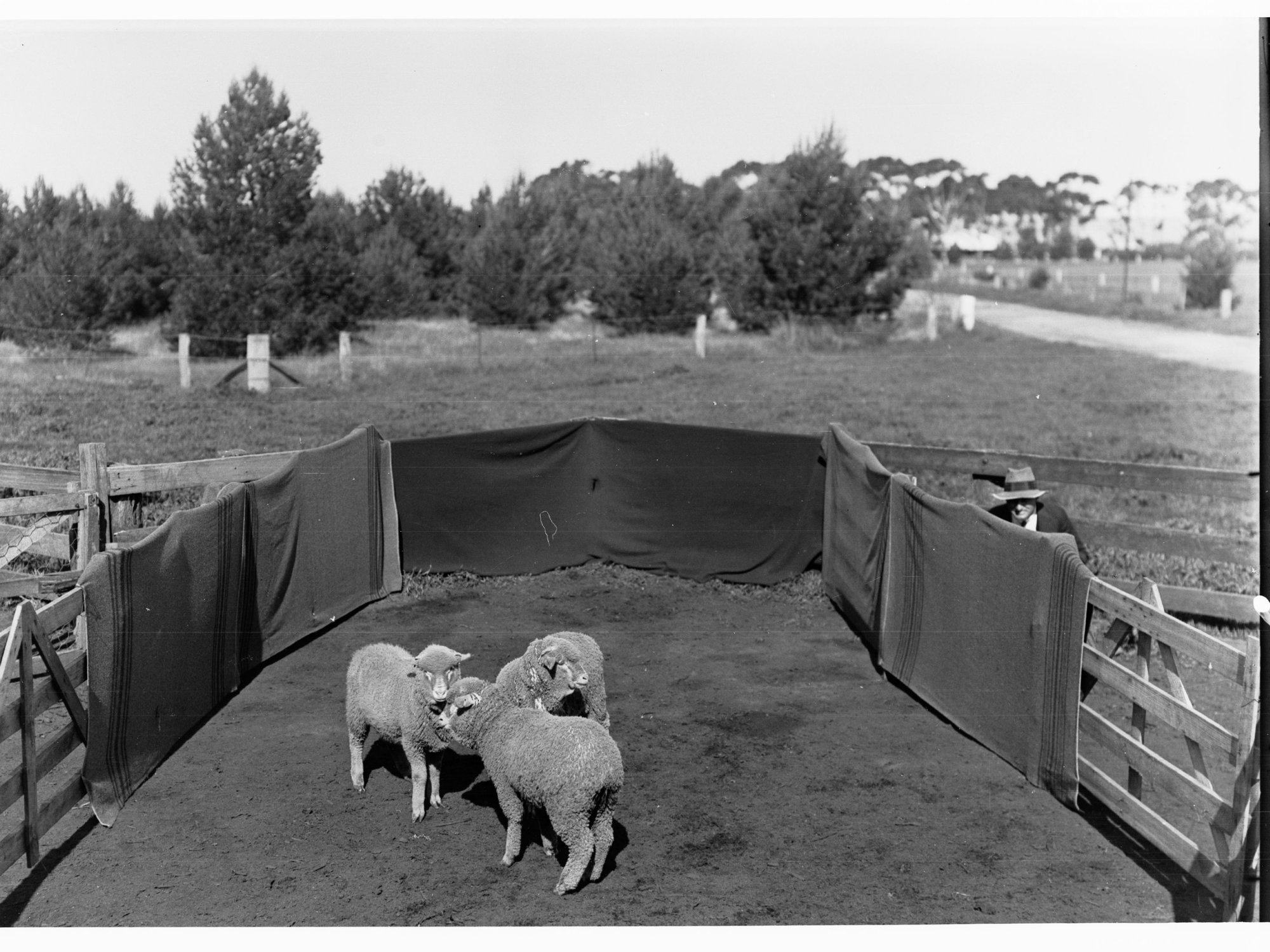 Sheep in a pen at Roseworthy