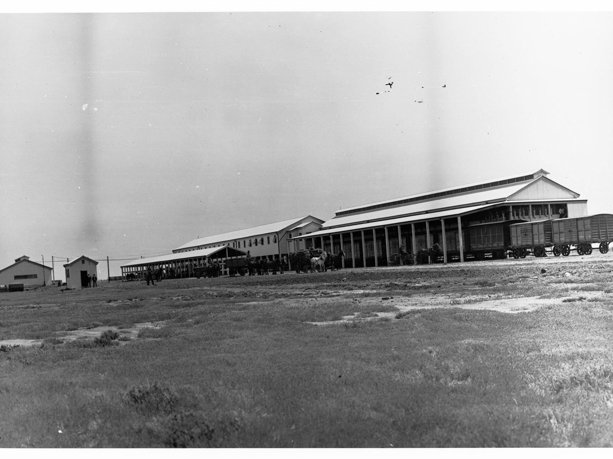 Horses and Carts Outside Slaughter House