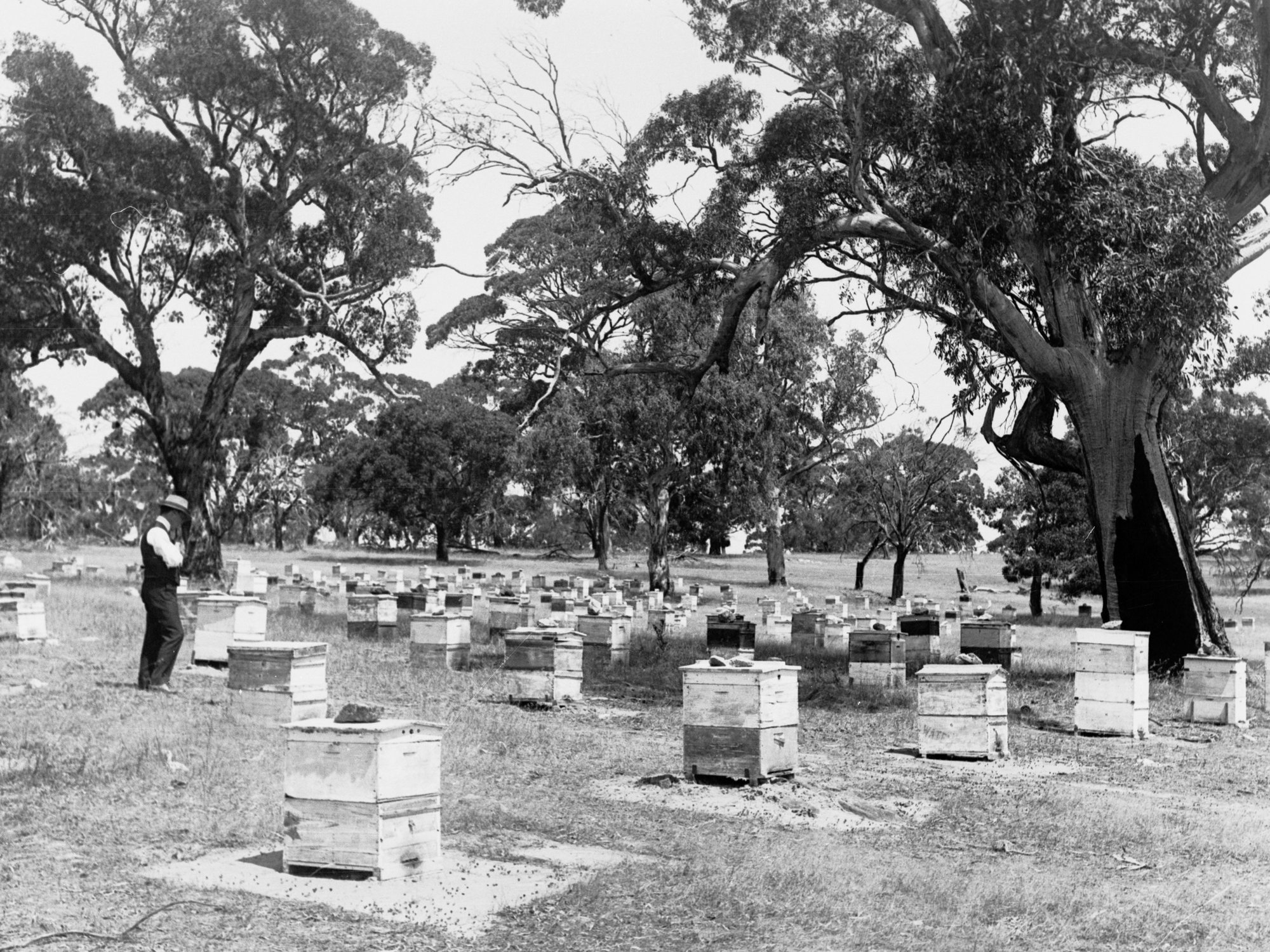 Beekeeping Farm Showing Men Nearby