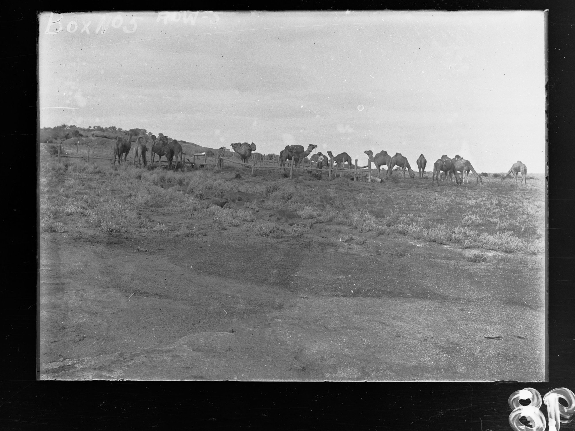 Camels in Western Australia - East West Railway construction