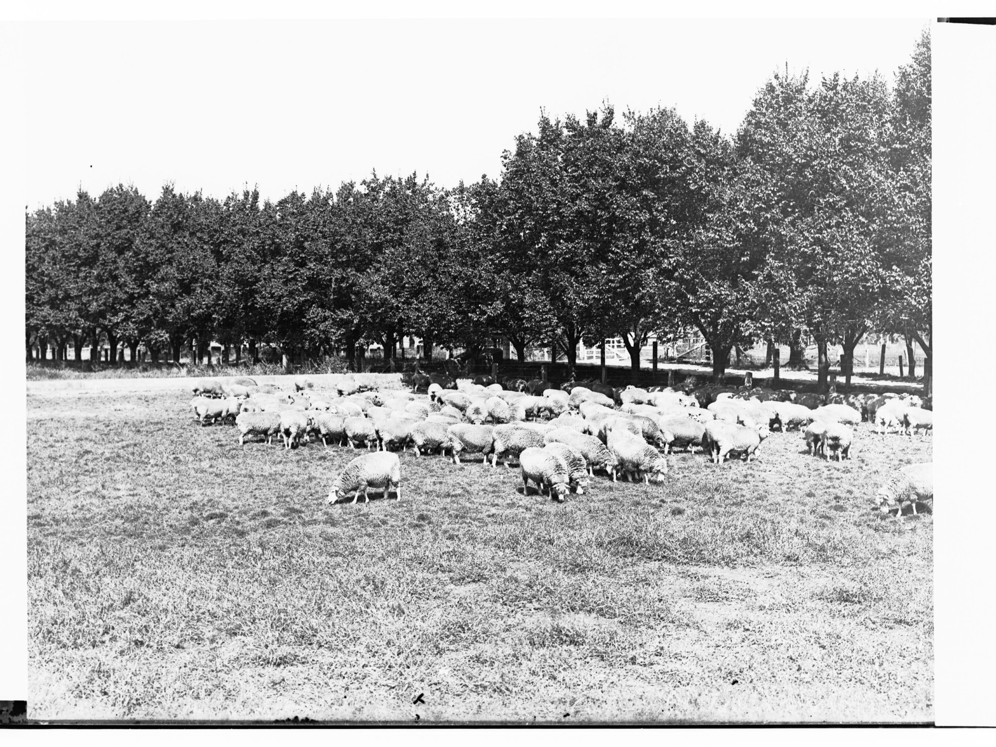 Sheep on a Farm at Islington