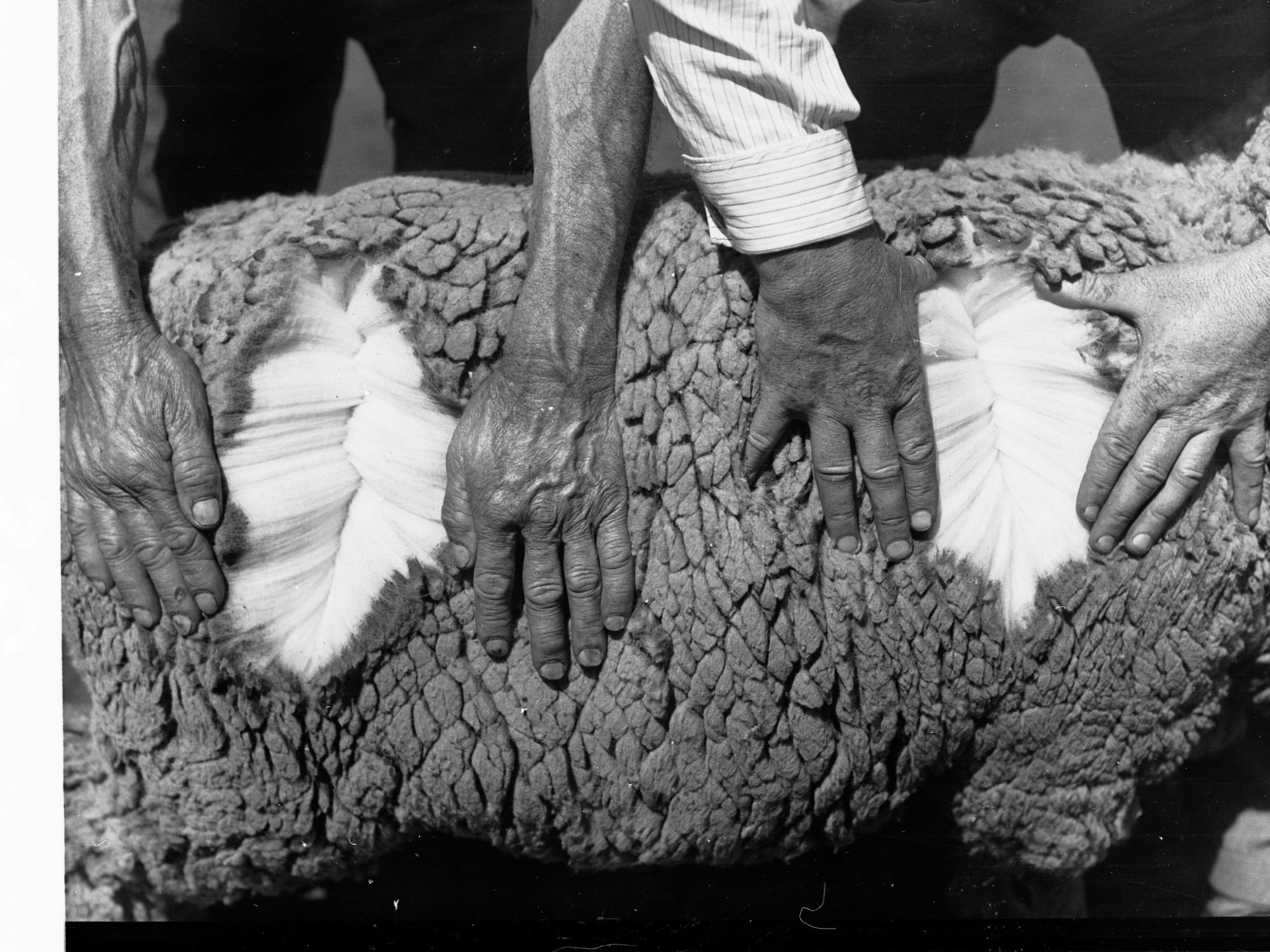 Sheep Being Examined Agricultural Department Turretfield