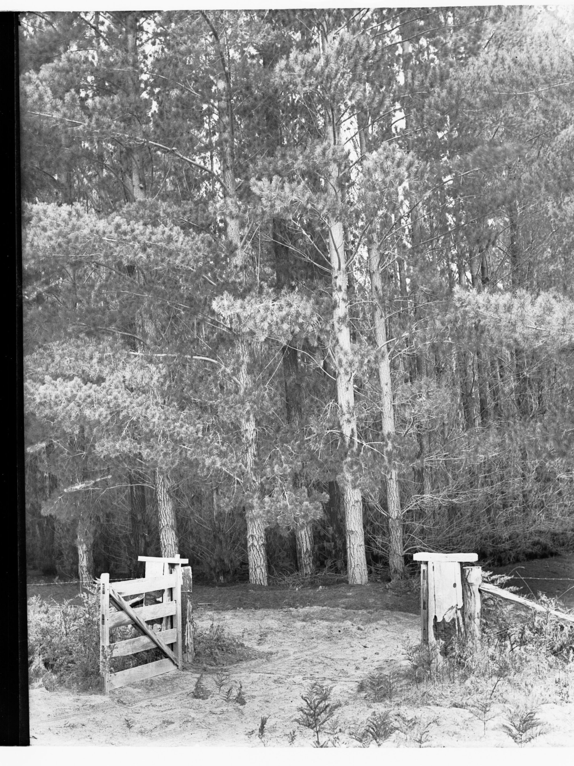 Entrance Gate to Penola Forest