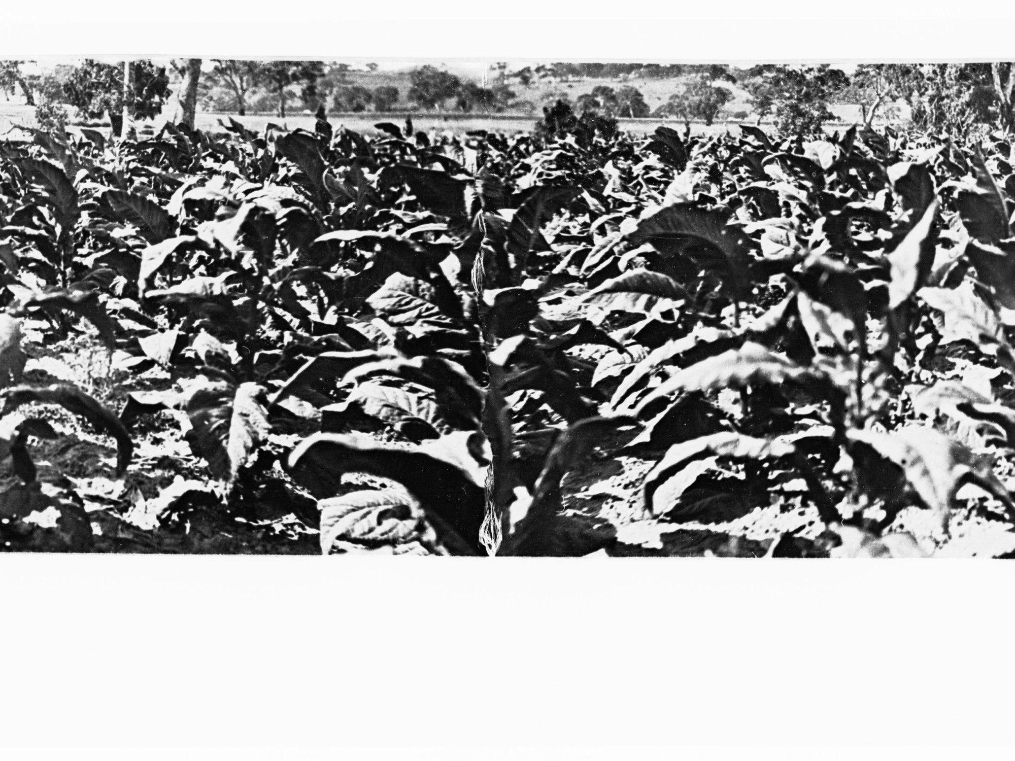 Paris Creek - field of crops