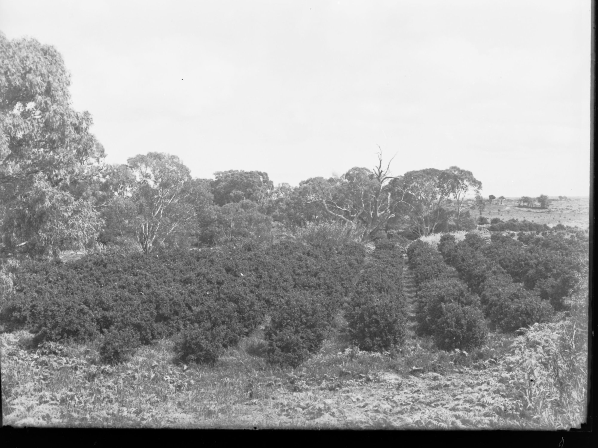 Orange Grove at Salisbury