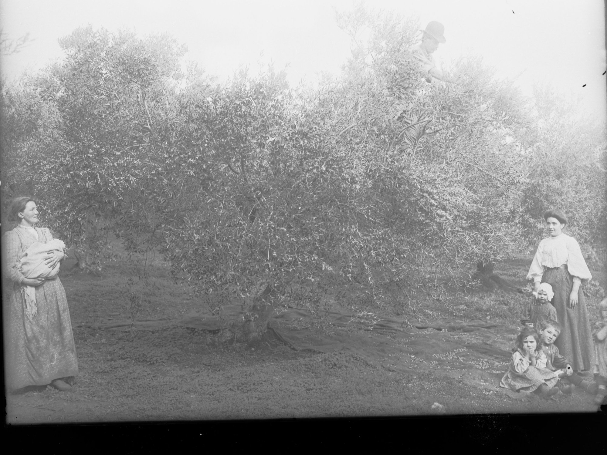 Women and children by olive tree,  possibly early olive industry