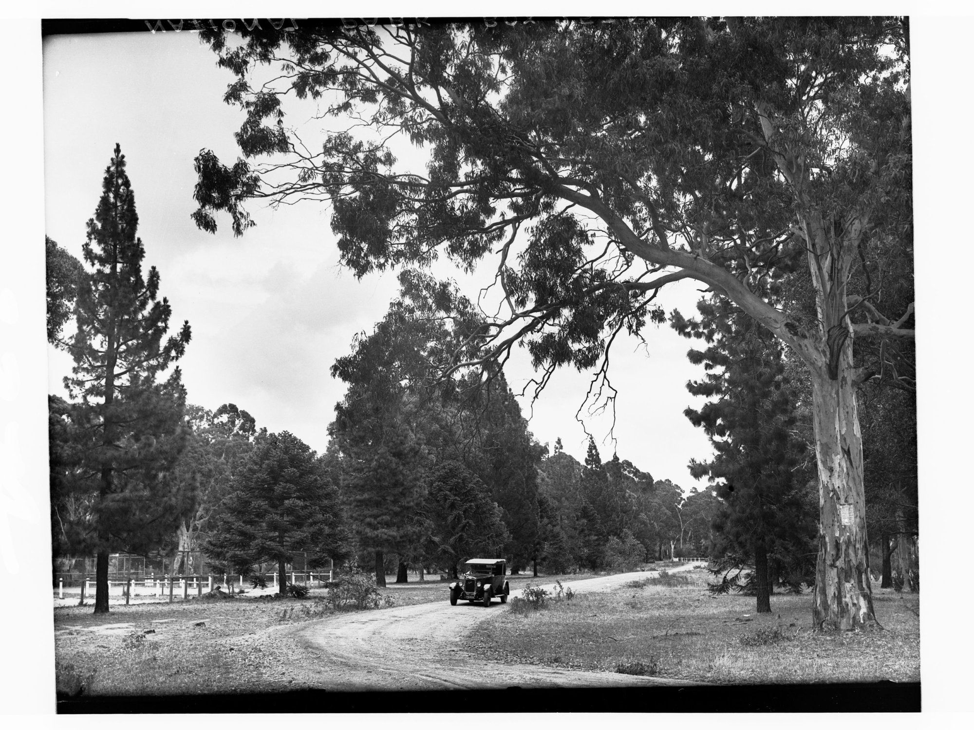 Automobile in Belair National Park