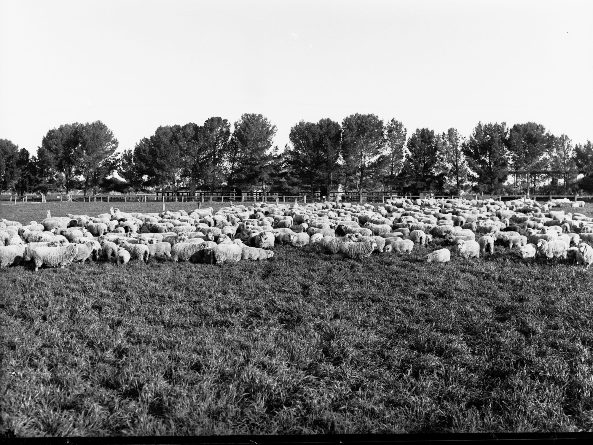 Sheep at Roseworthy College