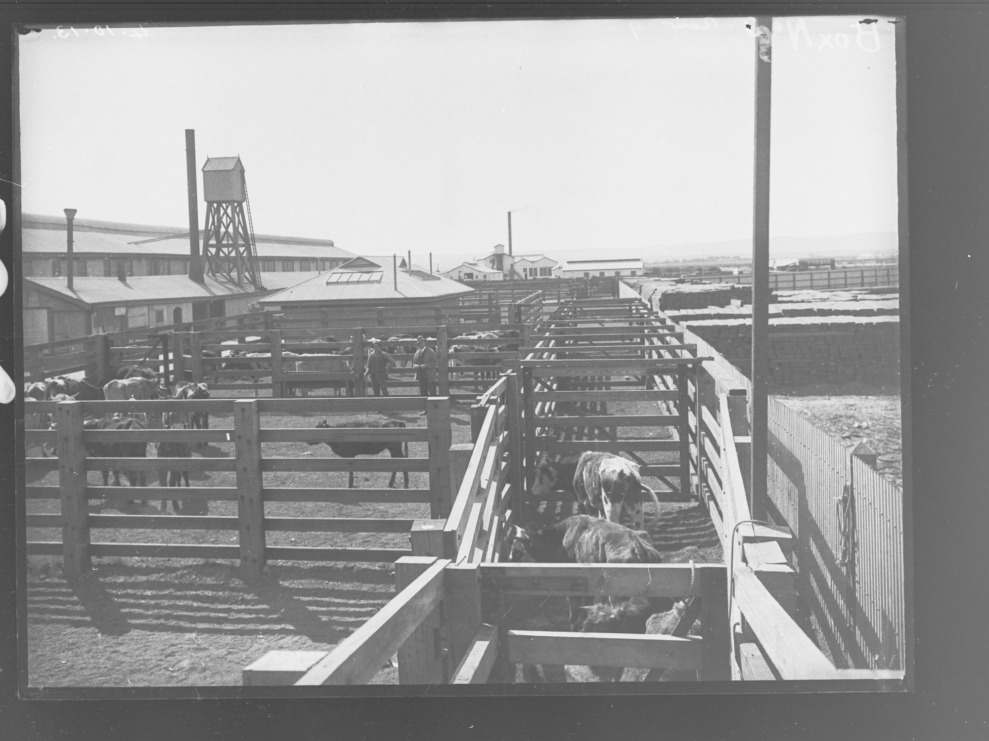 Cattle yards at the Abattoirs