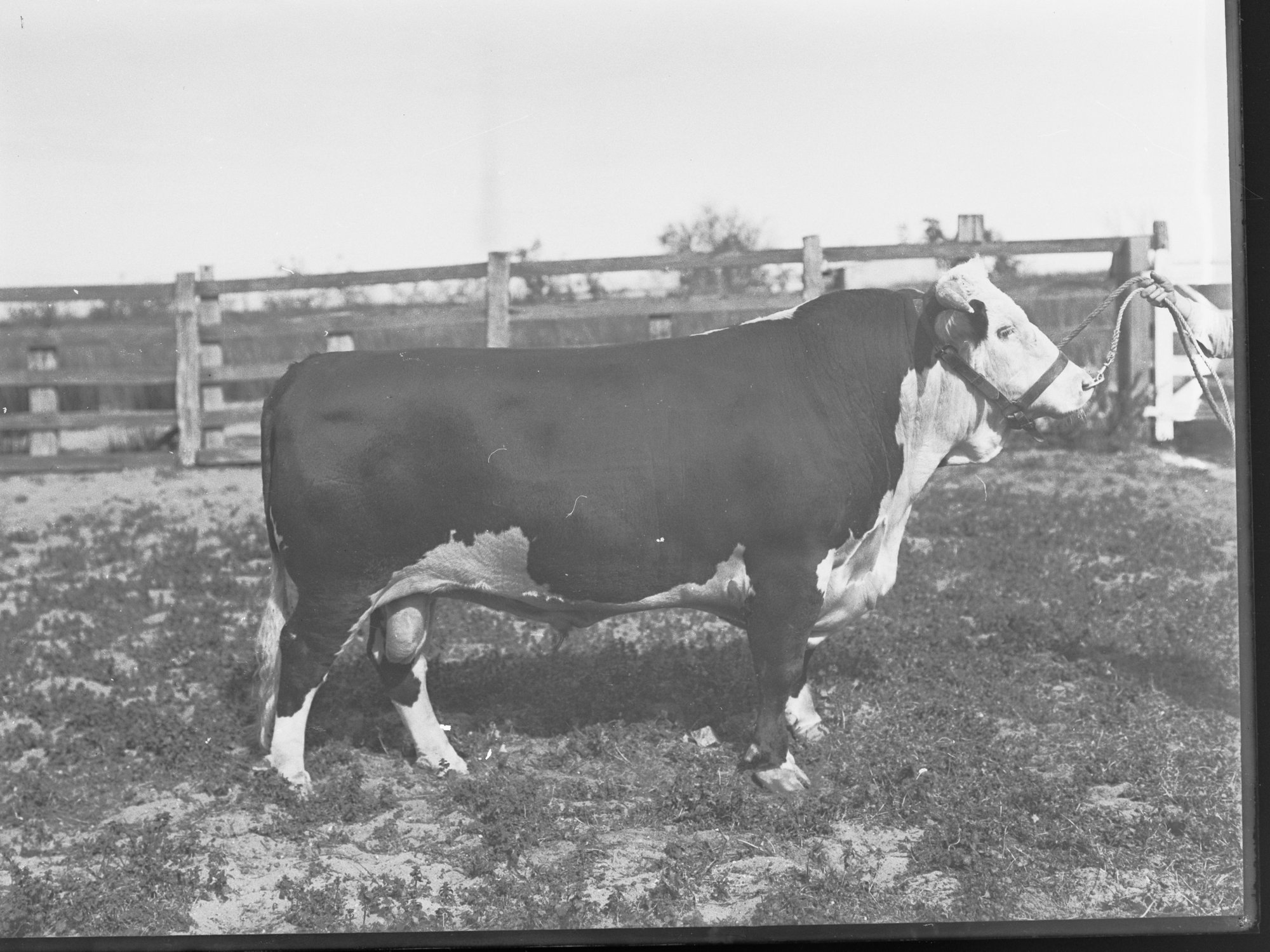 Prize Bull at Adelaide Show