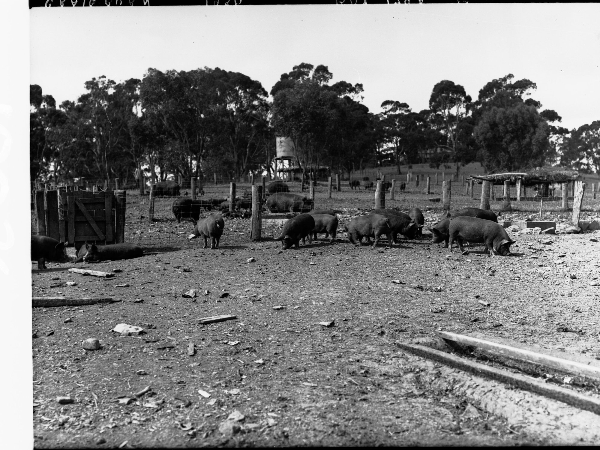 Pigs at Minda Home's Craigburn Farm, 1930s