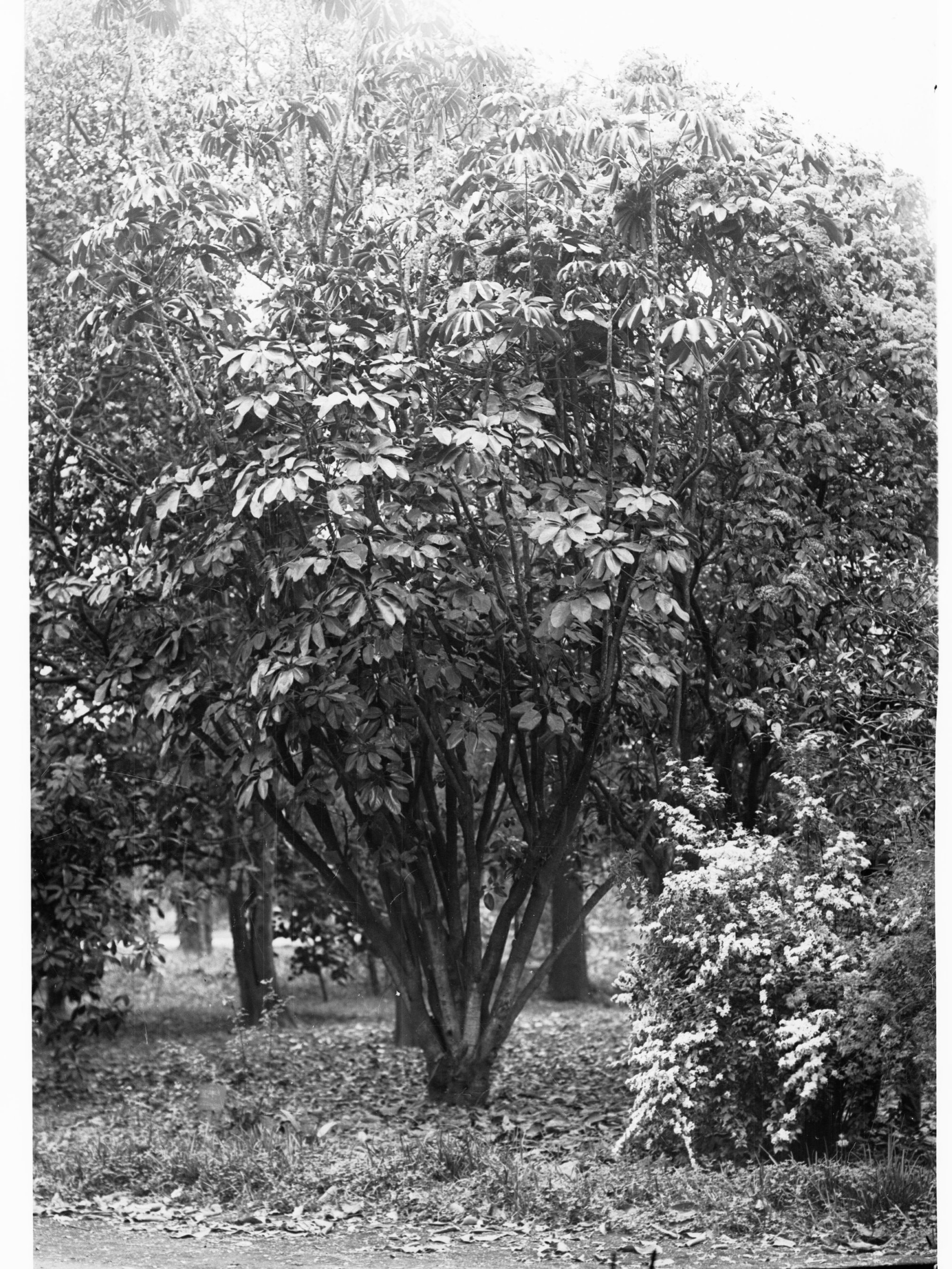 Bunya Flindersia Mel Genistifolia,  Botanic Gardens
