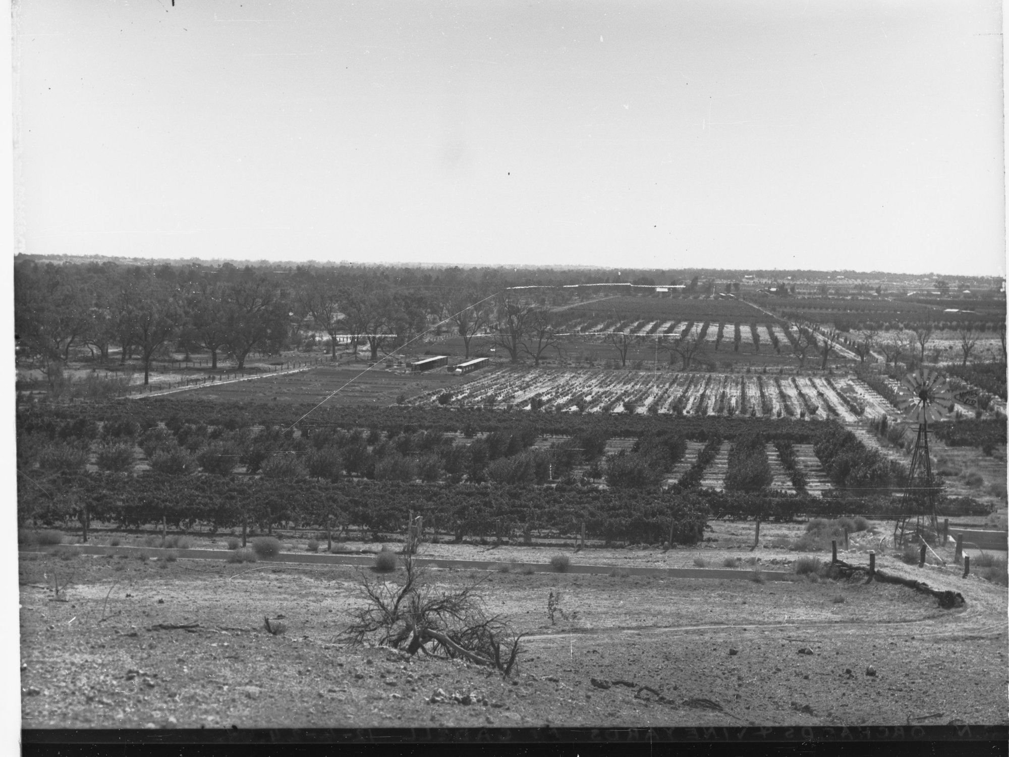 Orchards and Vineyards at Cadell