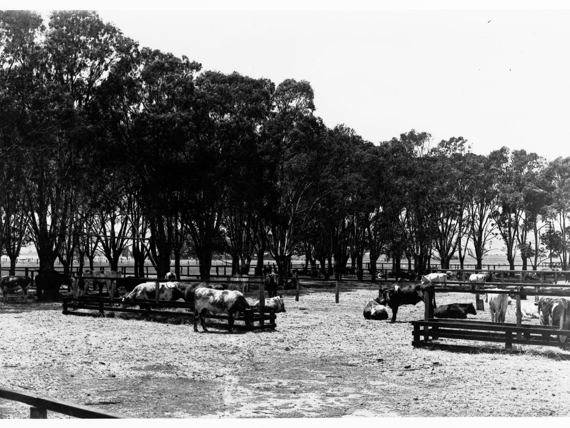 Salisbury, showing cattle on a farm
